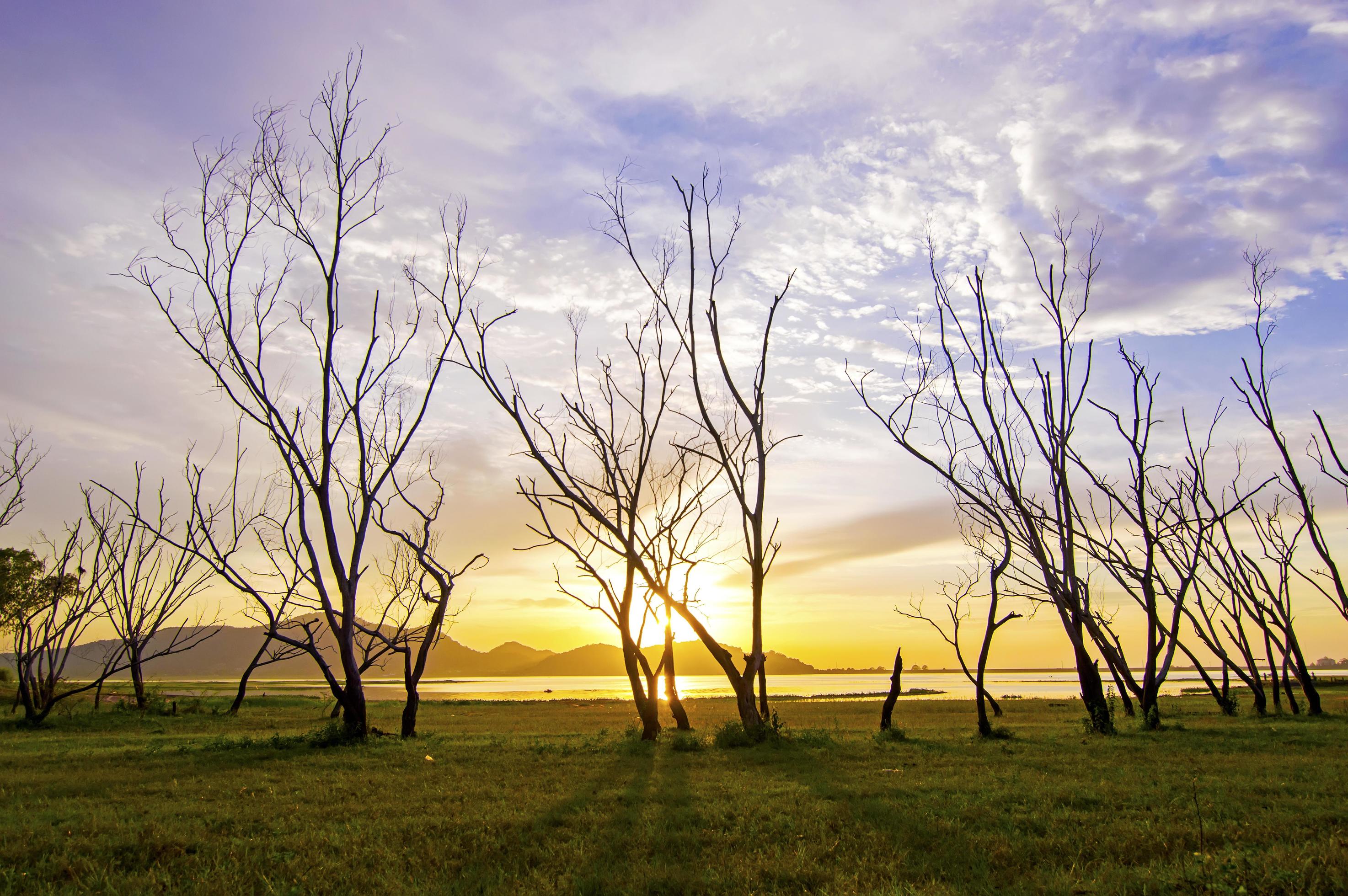 View of tree branch with sunrise in the morning Stock Free