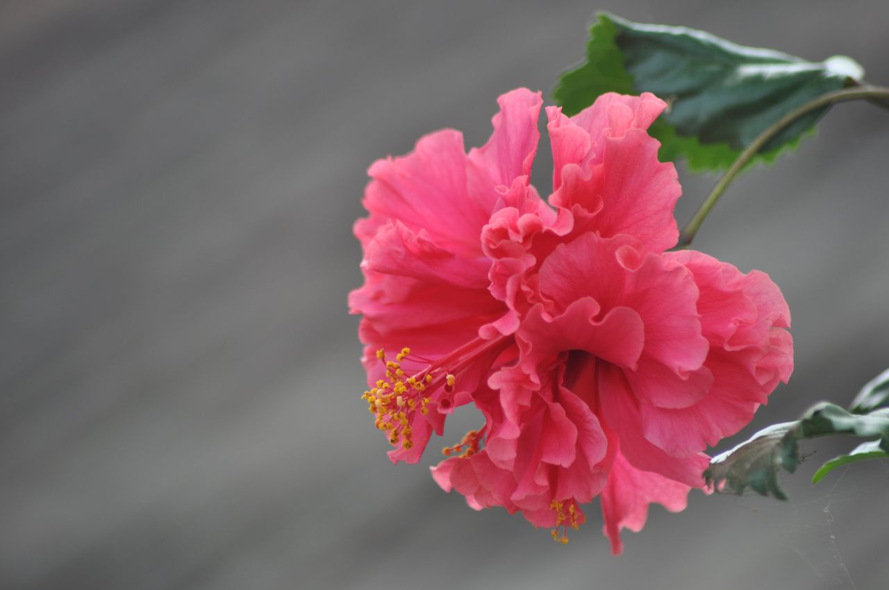 Pink Hibiscus Flower Stock Free