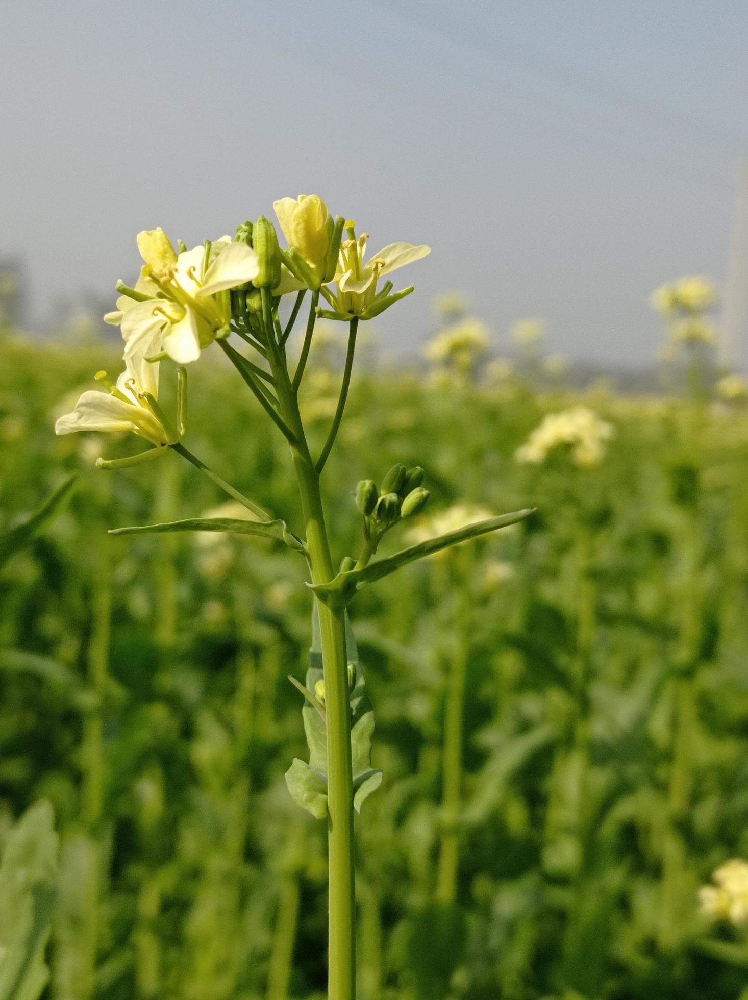 Mustard Flower Images Free Download Stock Free