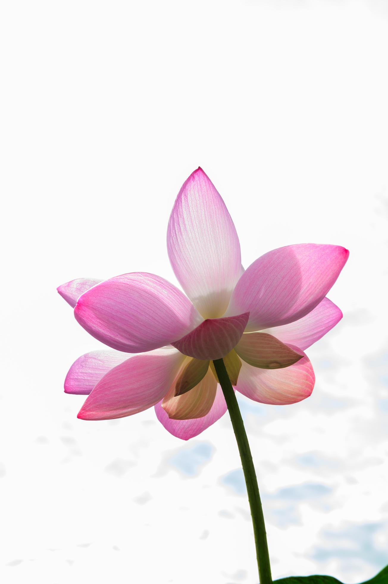 lotus flower in the pond with a beautiful light in the morning Stock Free