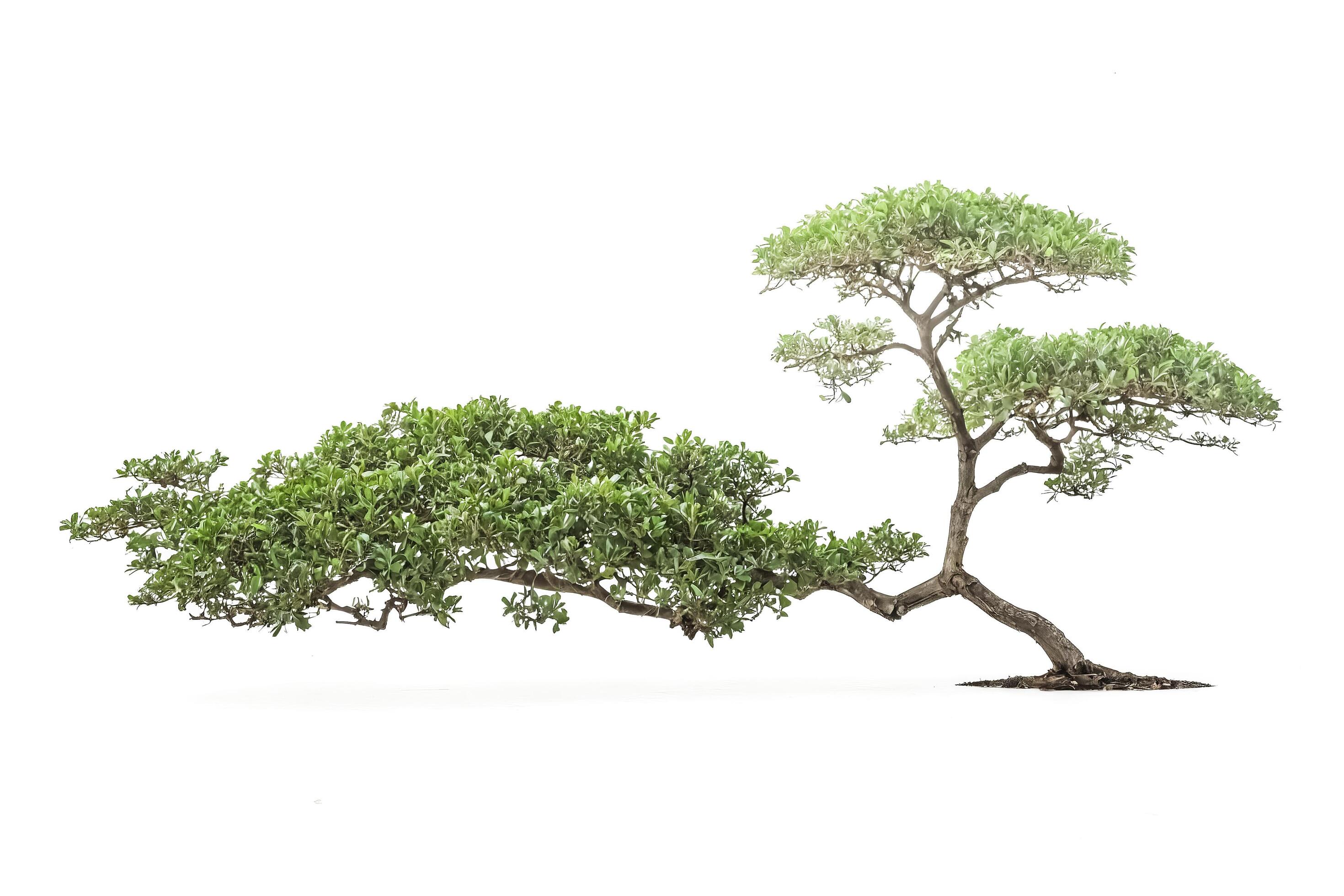 Bonsai Tree Isolated on White Background Stock Free