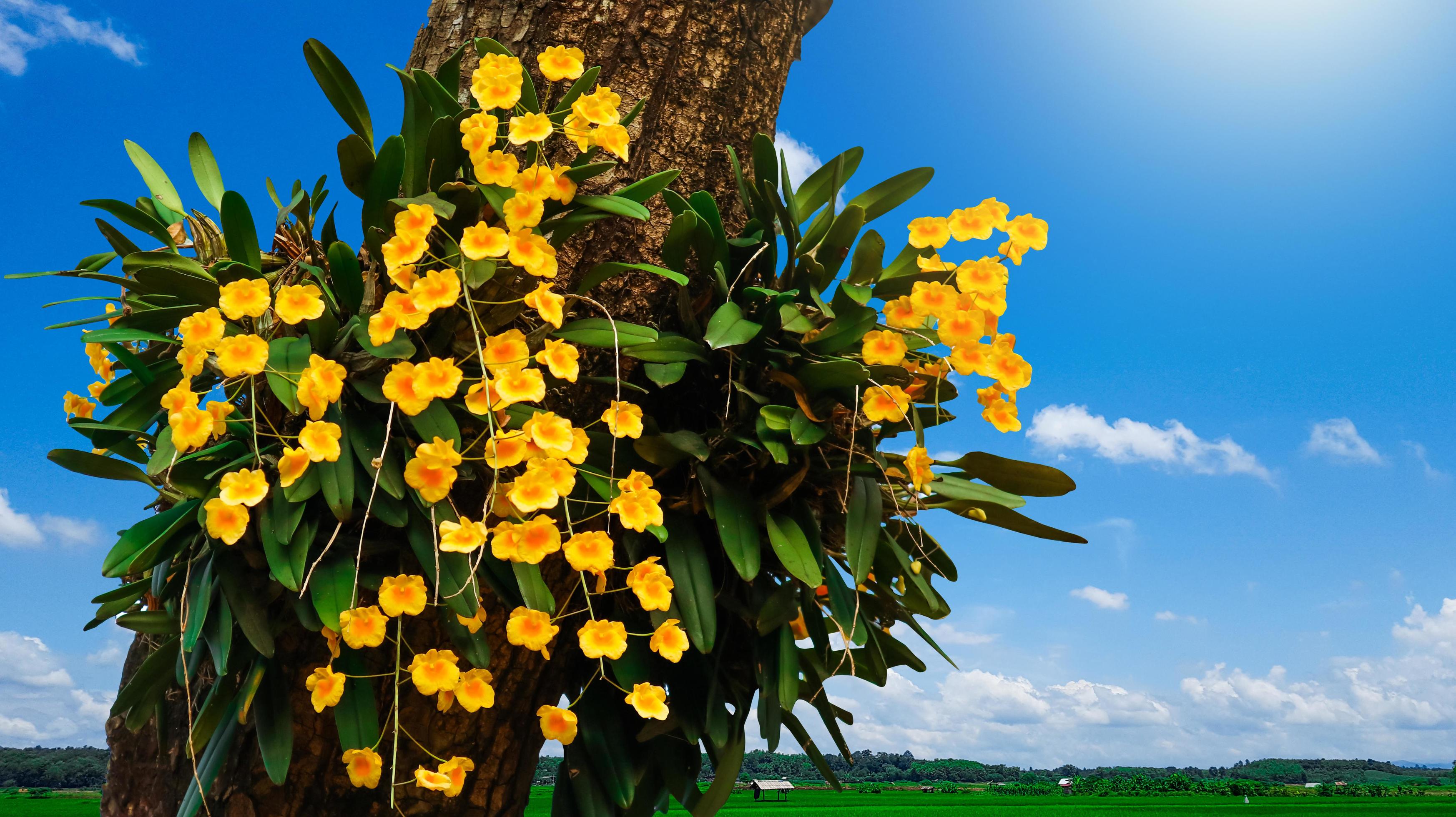 Yellow orchid flowers on tree trunk Stock Free