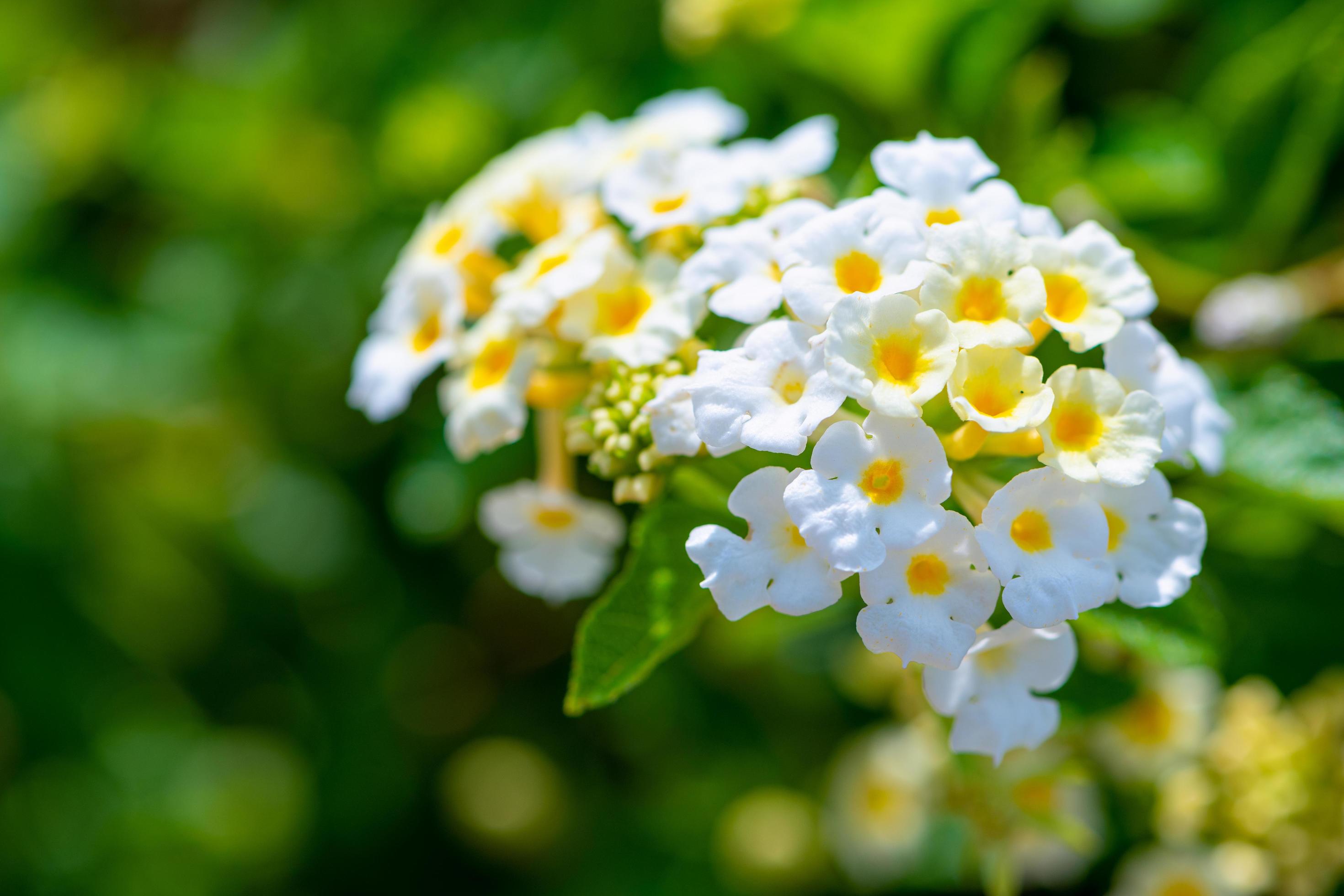 Closeup white Lantana Camara flower Stock Free