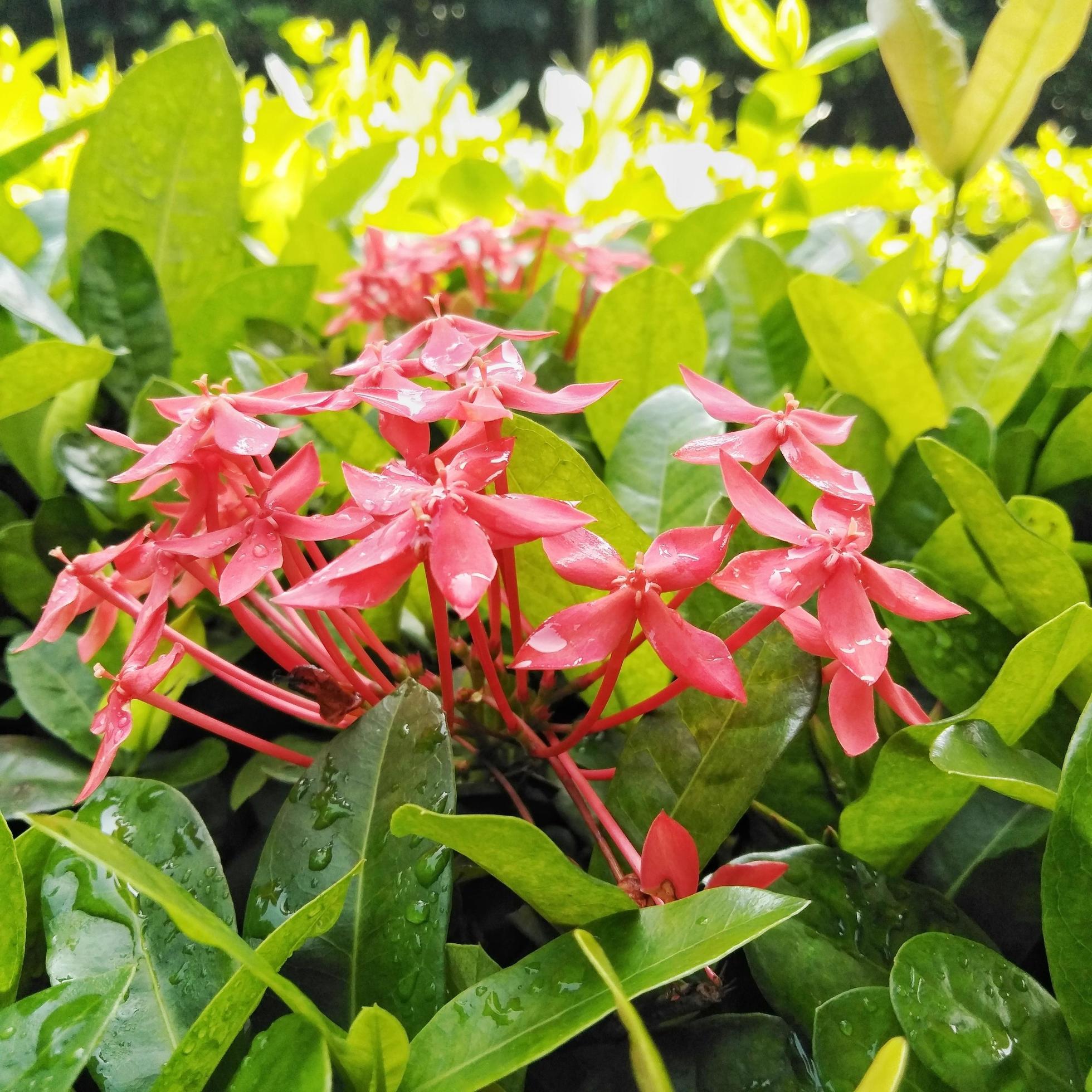 Bright red Ixora growing in the garden. close up. Ixora is a genus of flowering plants in the family Rubiaceae Stock Free