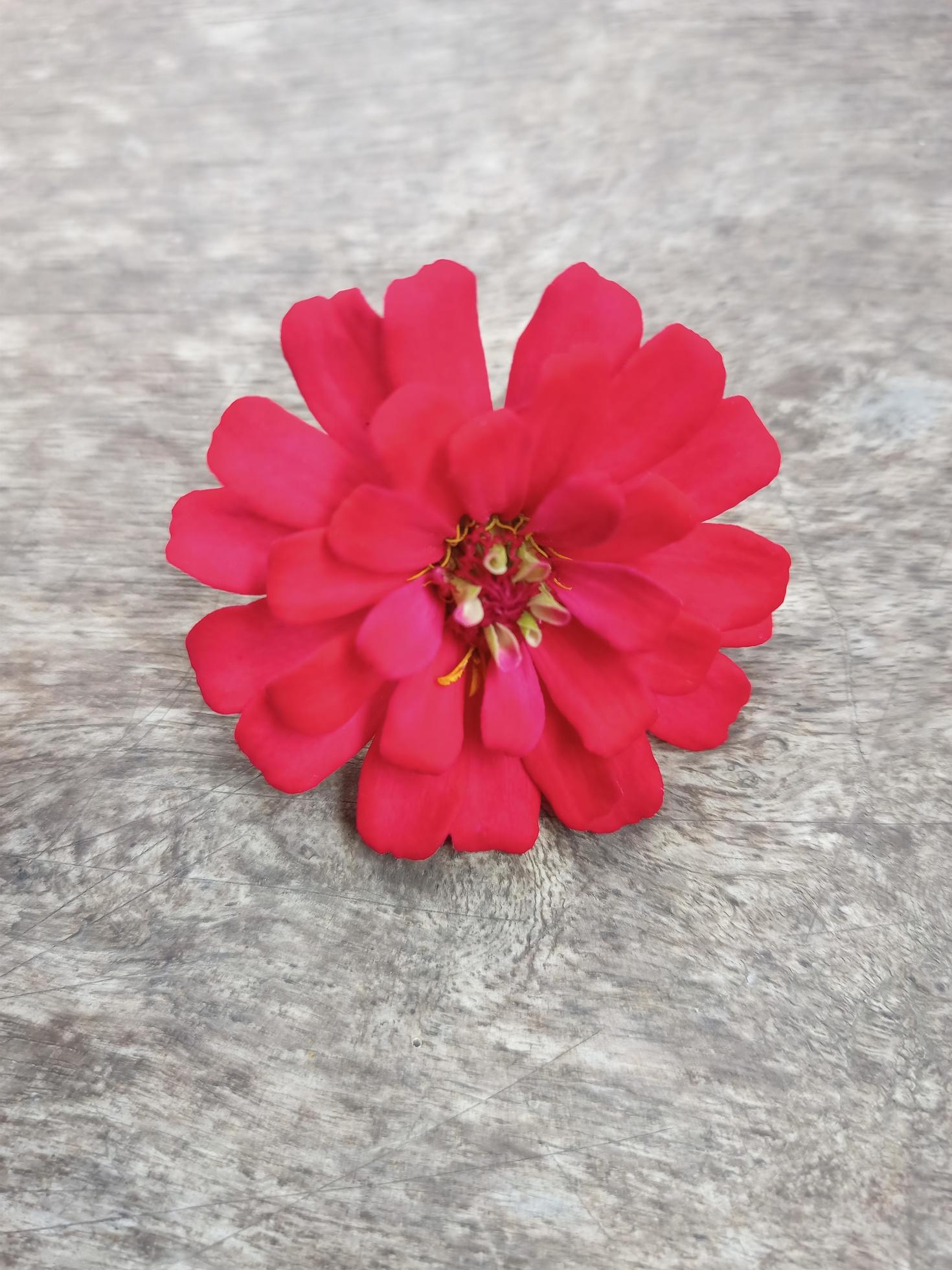 flowers with natural texture on wooden background Stock Free