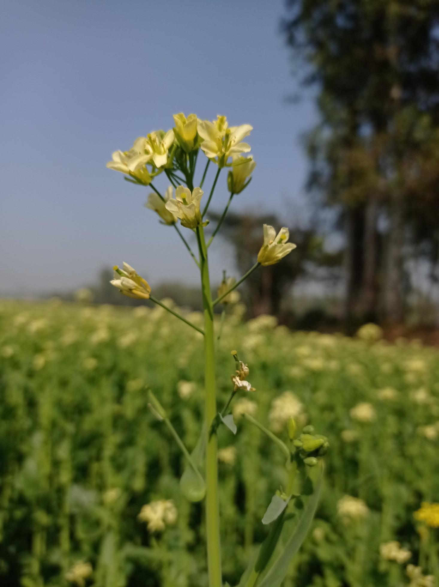 Mustard Flower Images Free Download Stock Free