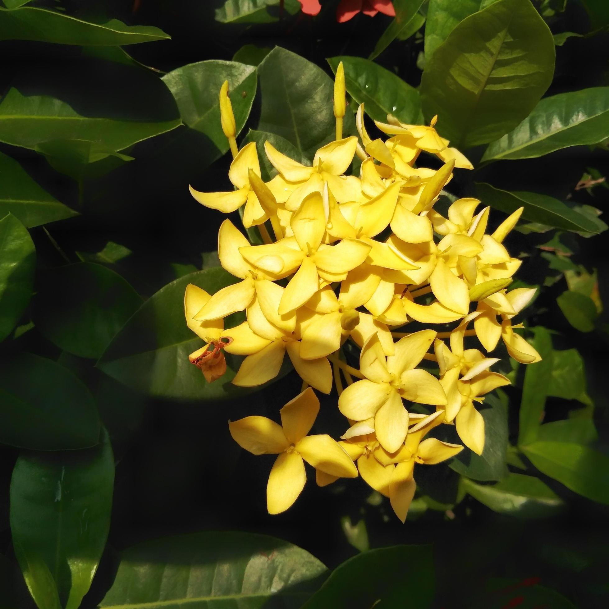 
									Bright yellow Ixora growing in the garden. close up. Ixora is a genus of flowering plants in the family Rubiaceae Stock Free