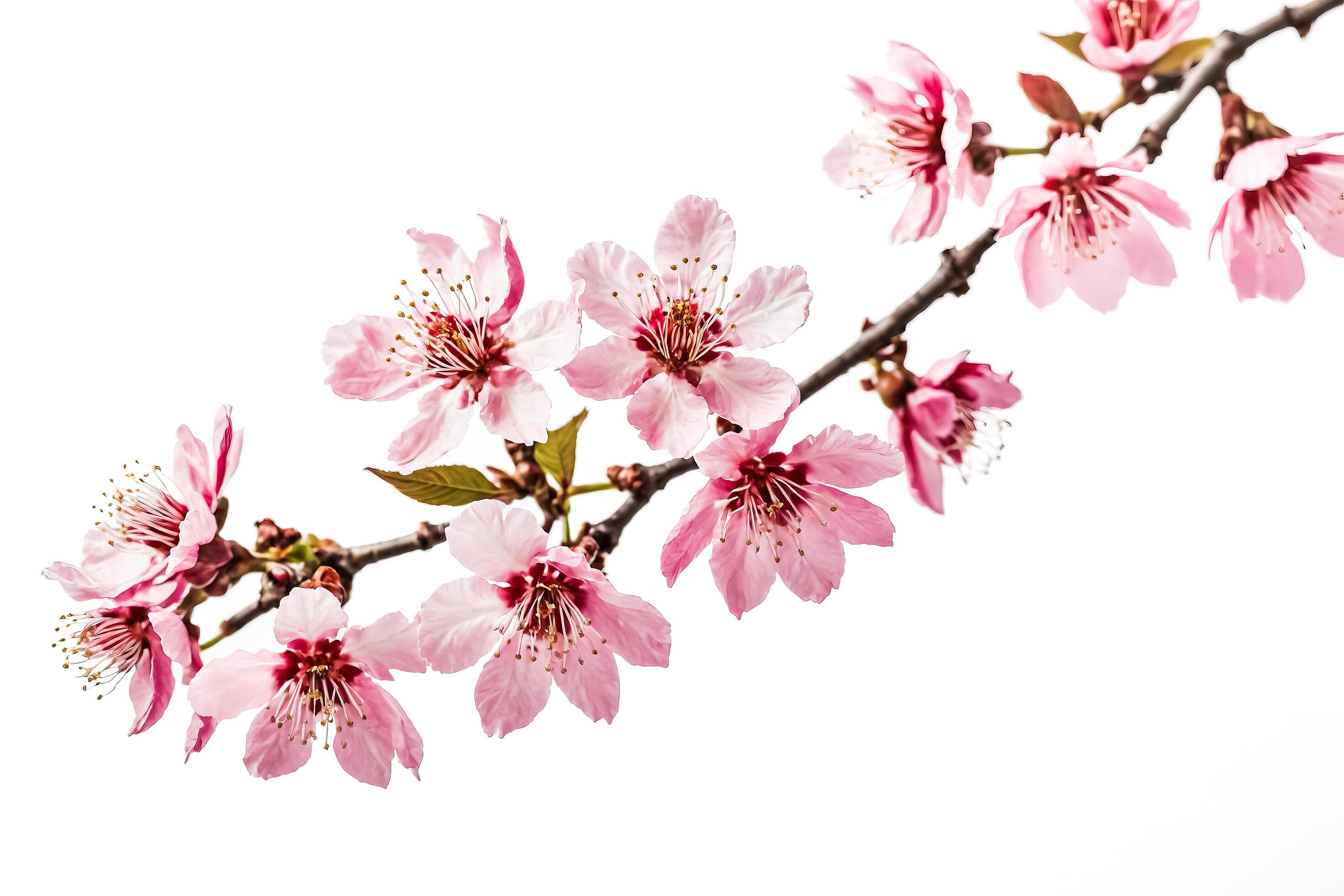 Pink cherry blossom branch on white background Stock Free