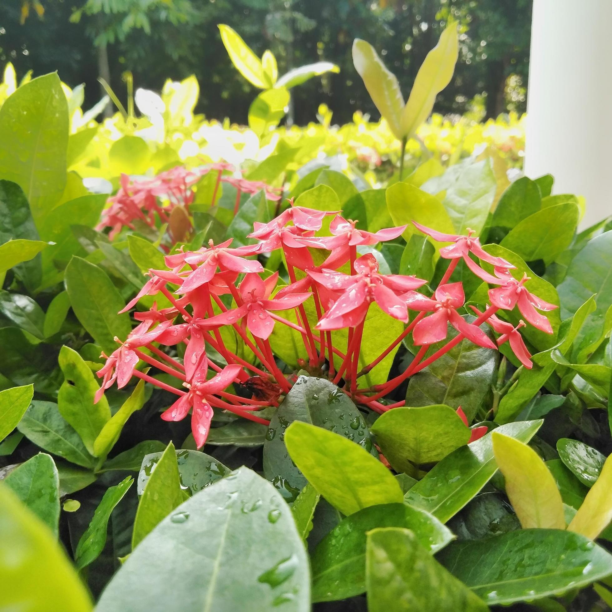 Bright red Ixora growing in the garden. close up. Ixora is a genus of flowering plants in the family Rubiaceae Stock Free