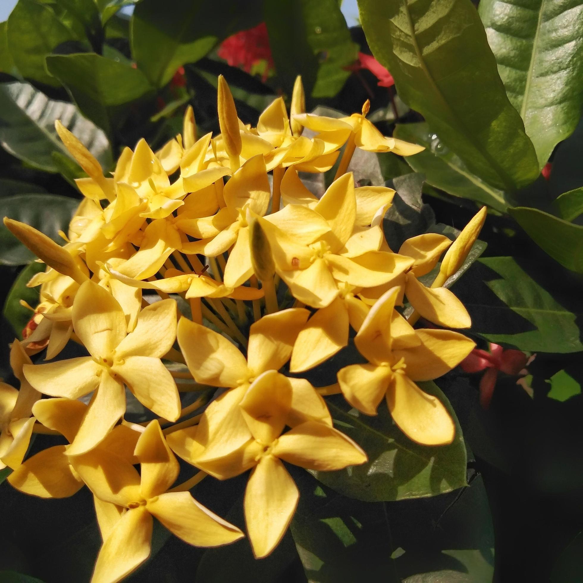 Bright yellow Ixora growing in the garden. close up. Ixora is a genus of flowering plants in the family Rubiaceae Stock Free