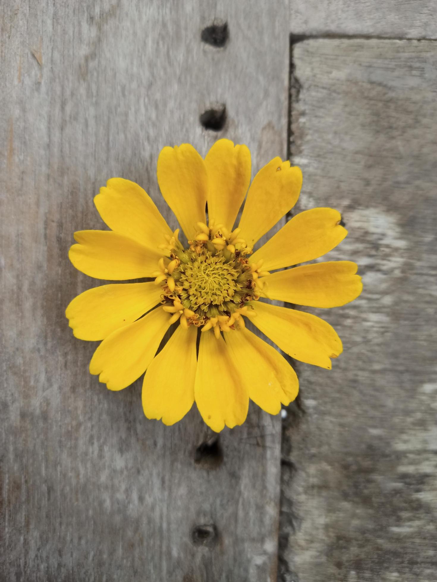 flowers with natural texture on wooden background Stock Free