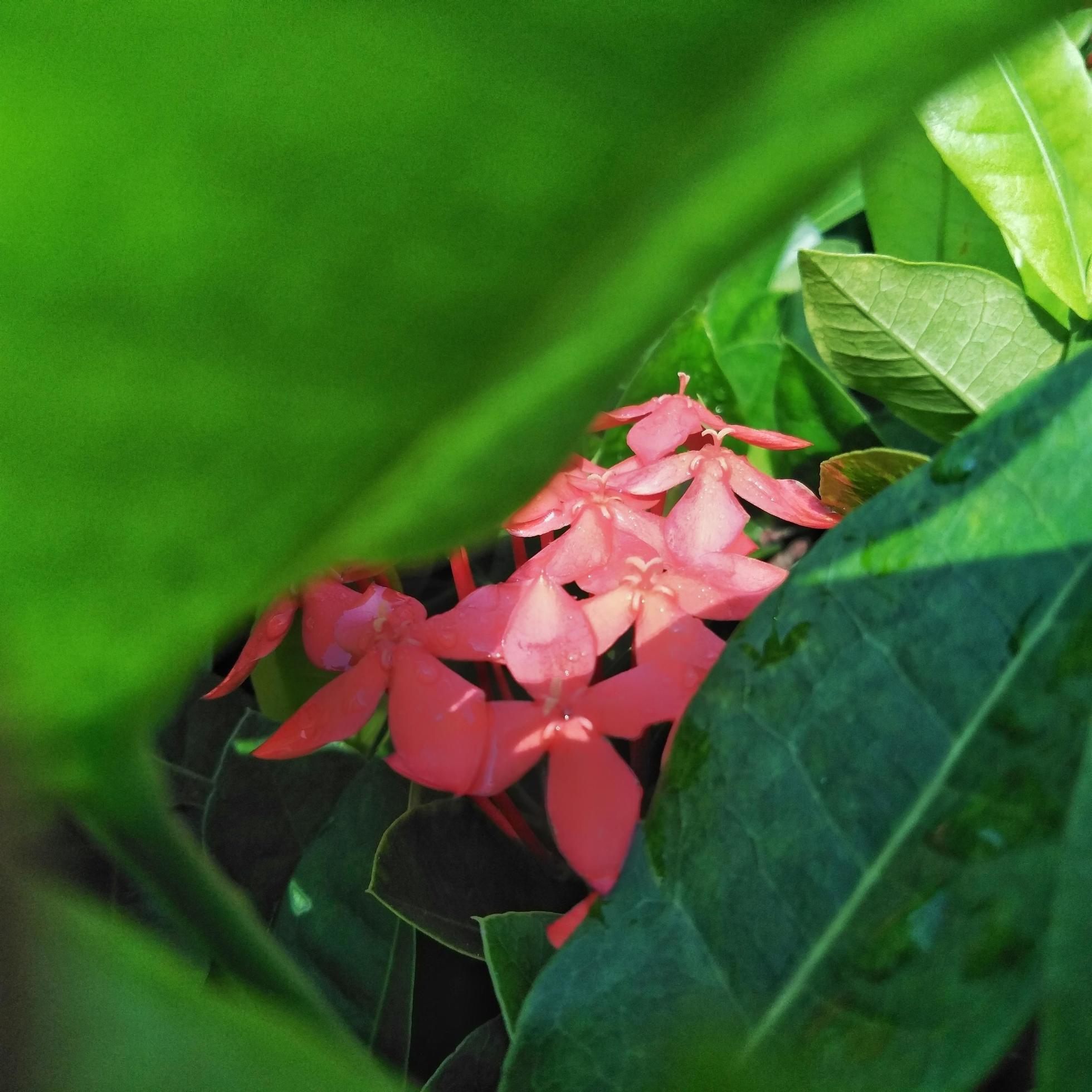 
									Bright red Ixora growing in the garden. close up. Ixora is a genus of flowering plants in the family Rubiaceae Stock Free