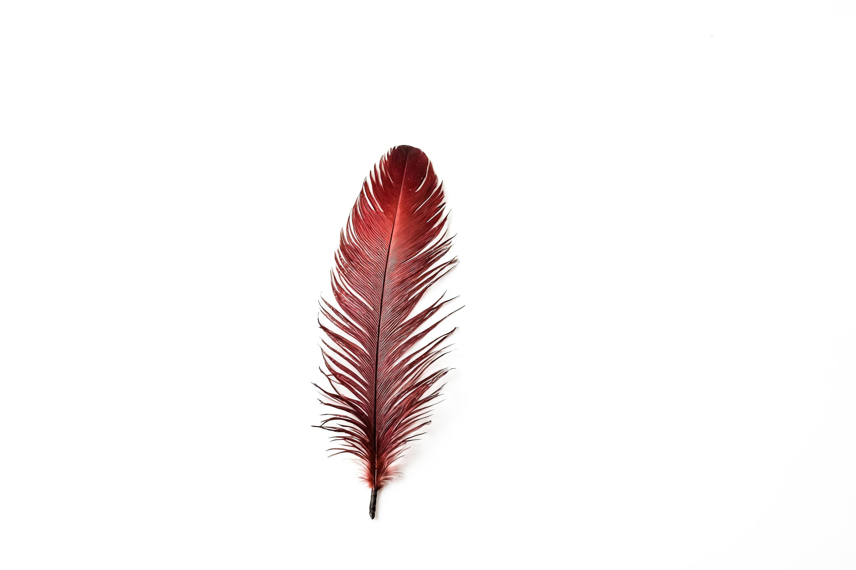 Single Red Feather Isolated on White Background Stock Free