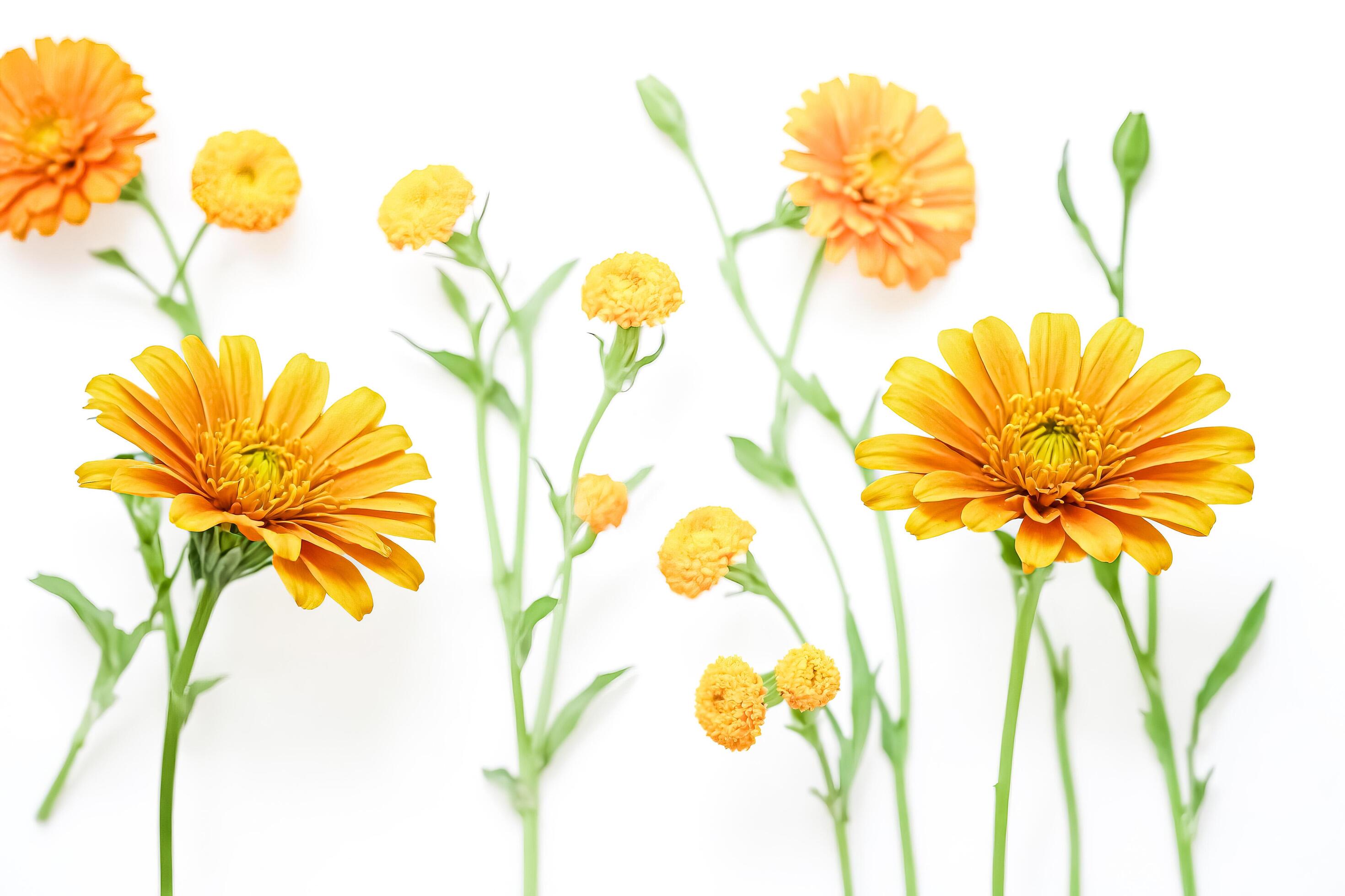 
									Yellow flowers on white background Stock Free