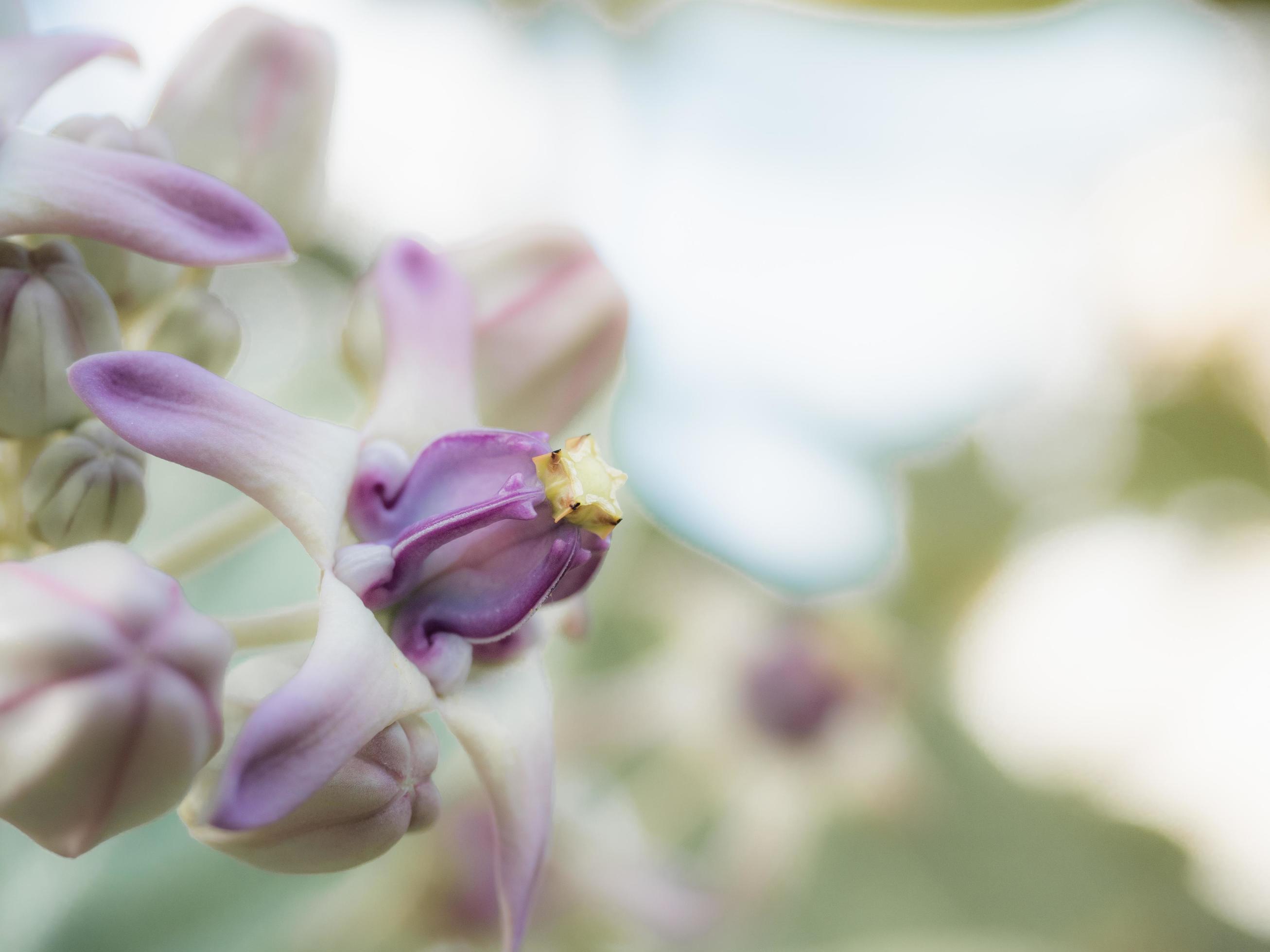 
									Closeup Beautiful Calotropis flower purple and pink color in floral and blur background with freshness sunlight, Tropical flower colorful Stock Free