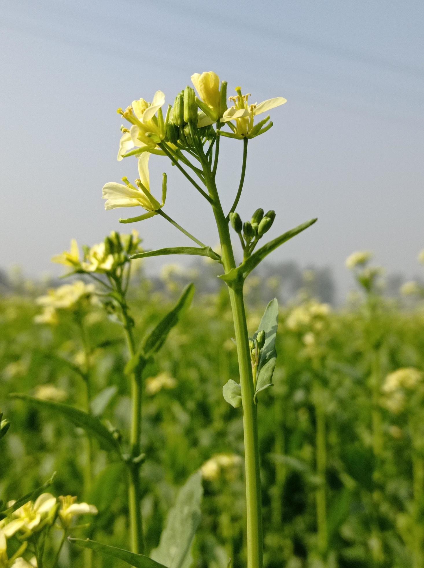 Mustard Flower Images Free Download Stock Free