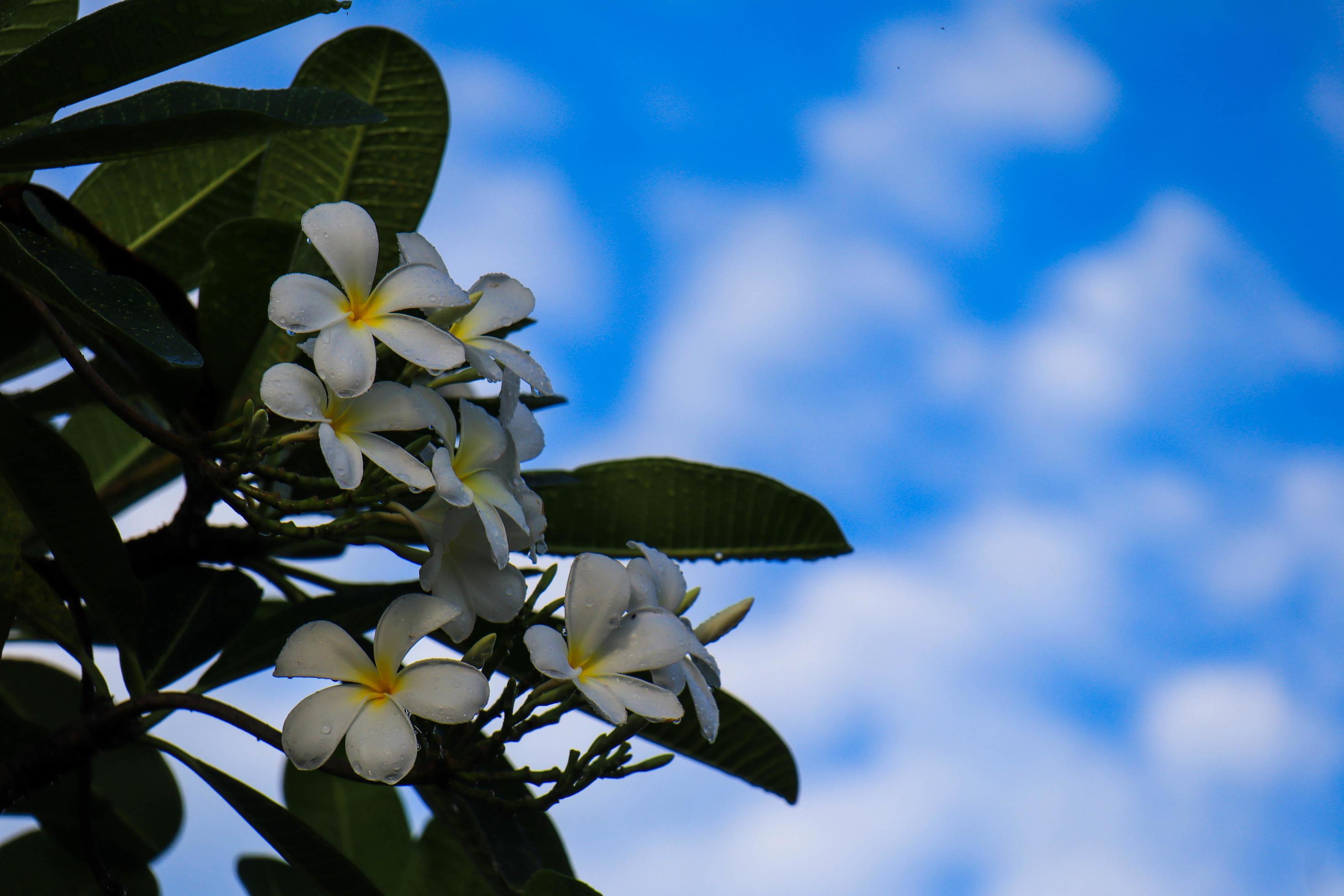 The Cambodian flower,Plumeria alba is a species of the genus Plumeria. it has narrow elongated leaves, large white flowers and a strong fragrance. Stock Free