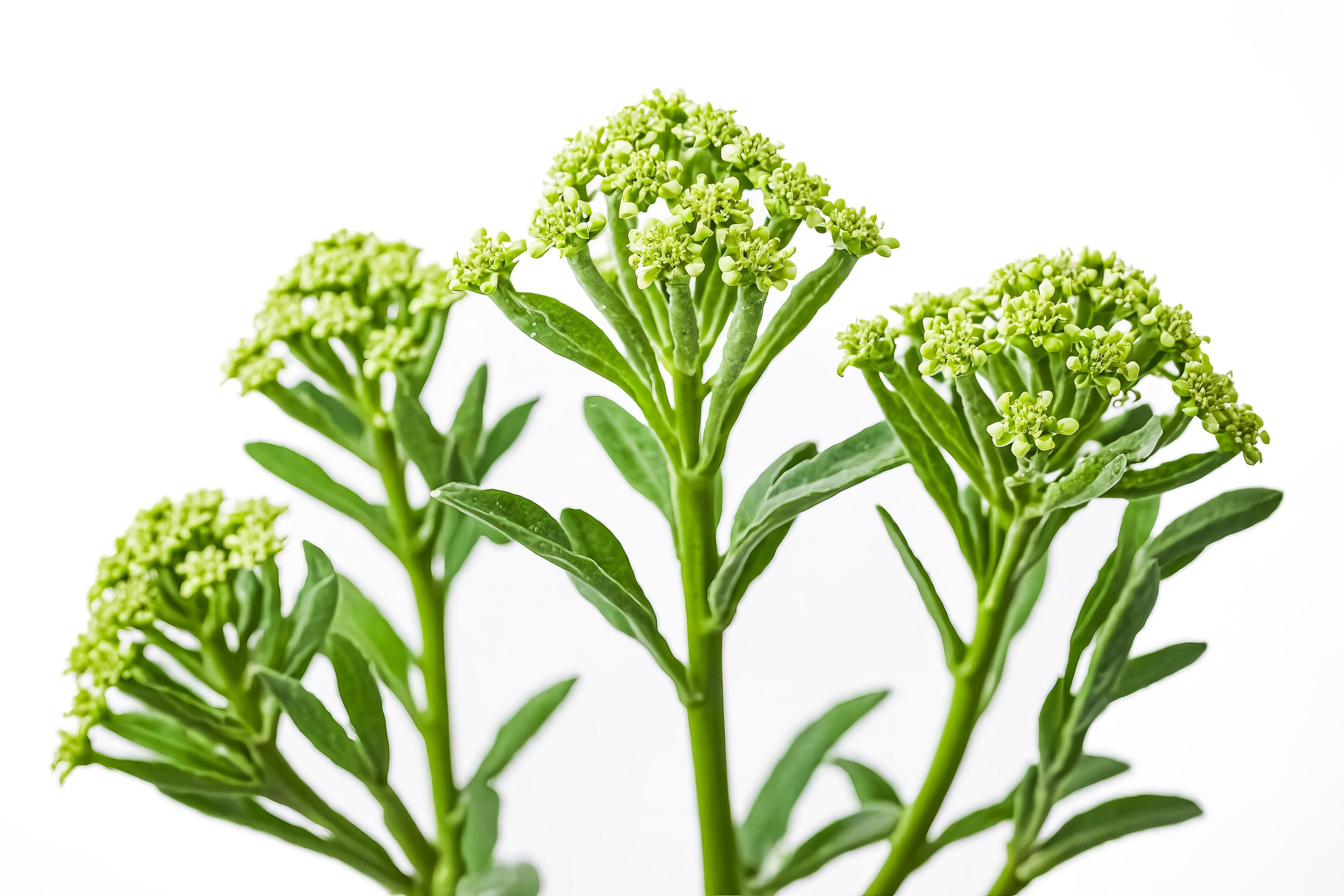 
									Green Plant with Small White Flowers Isolated on White Background Stock Free