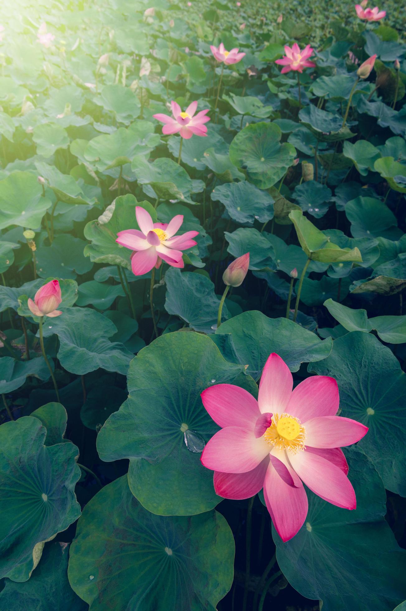 lotus flower in the pond with a beautiful light in the morning Stock Free