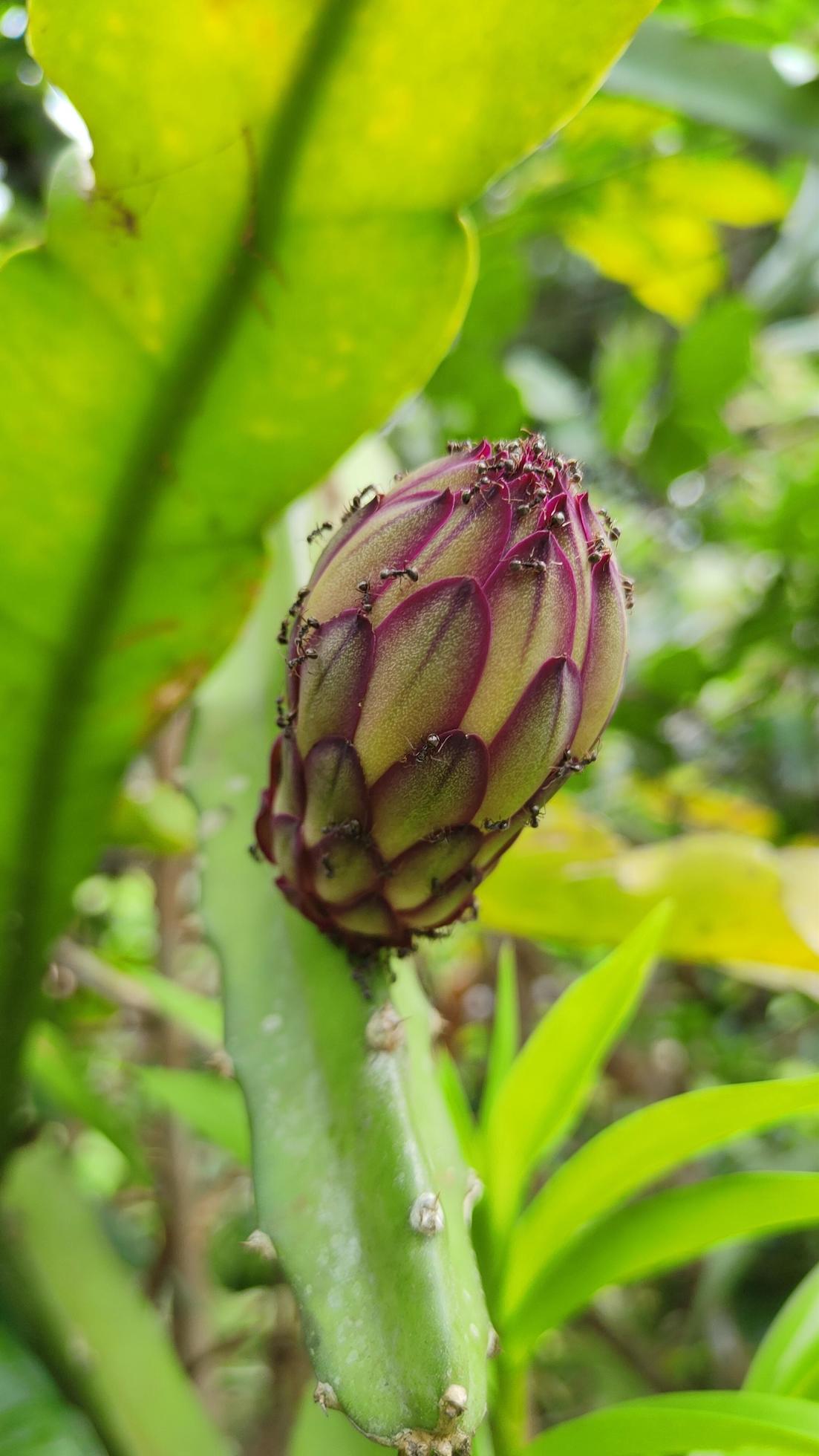 Red dragon fruit flowers in the yard, ovary, one of the fruits with many health benefits, a healthy diet. Pitahaya. Pitaya Stock Free