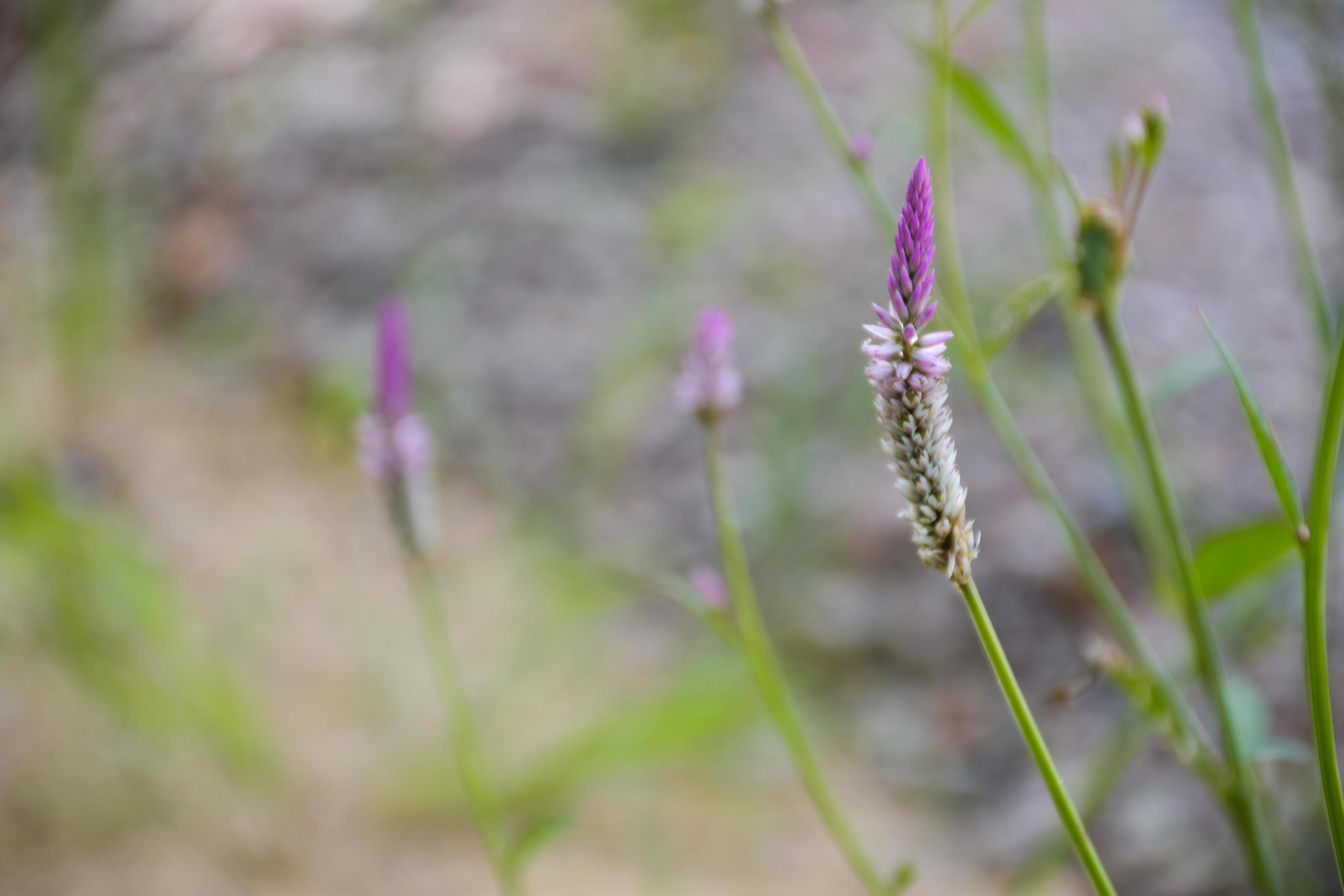 Purple and white cockscomb flowers in bloom and blurred background. Stock Free