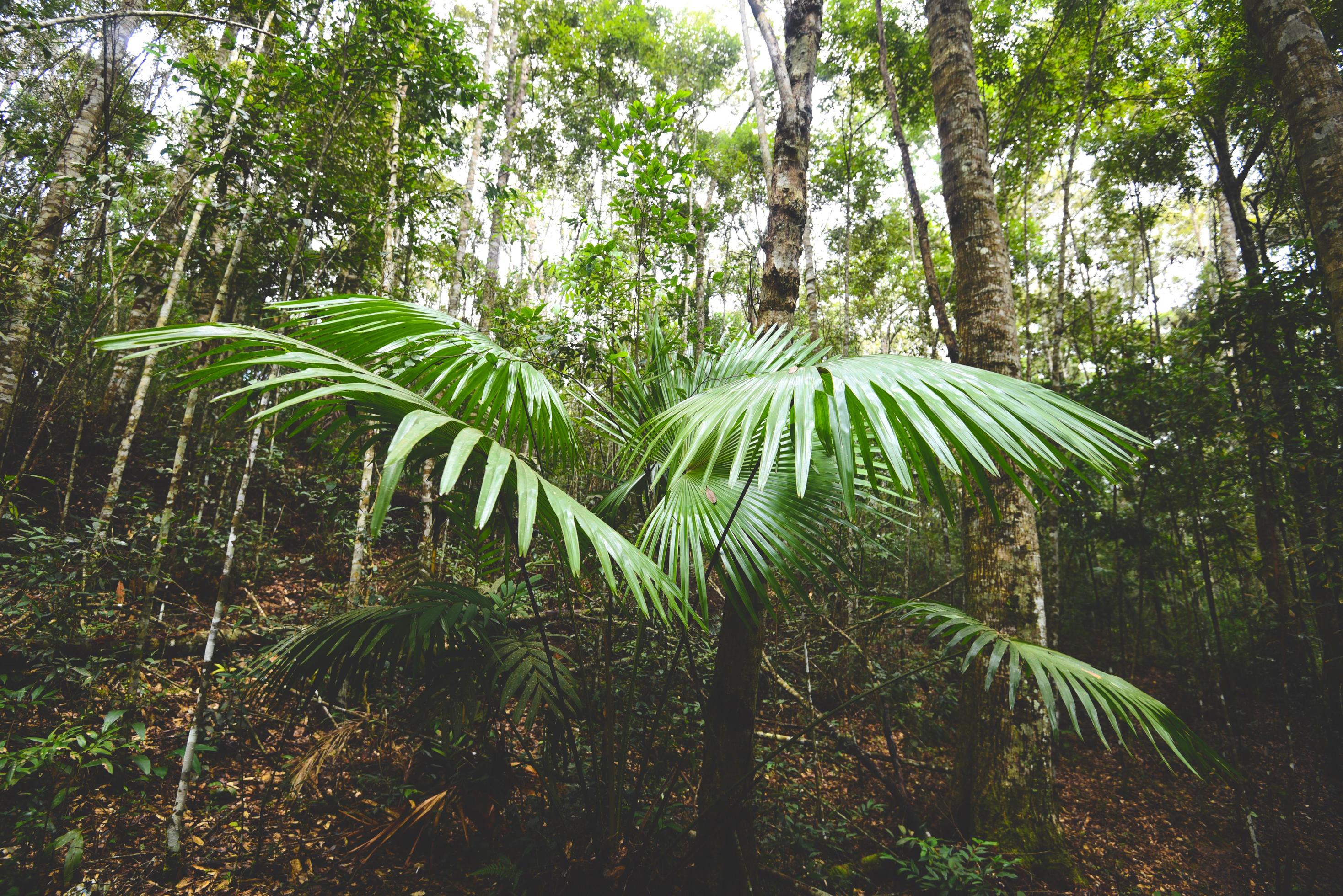 Palm leaves natural green plant jungle – Leaf beautiful in the rain forest Stock Free