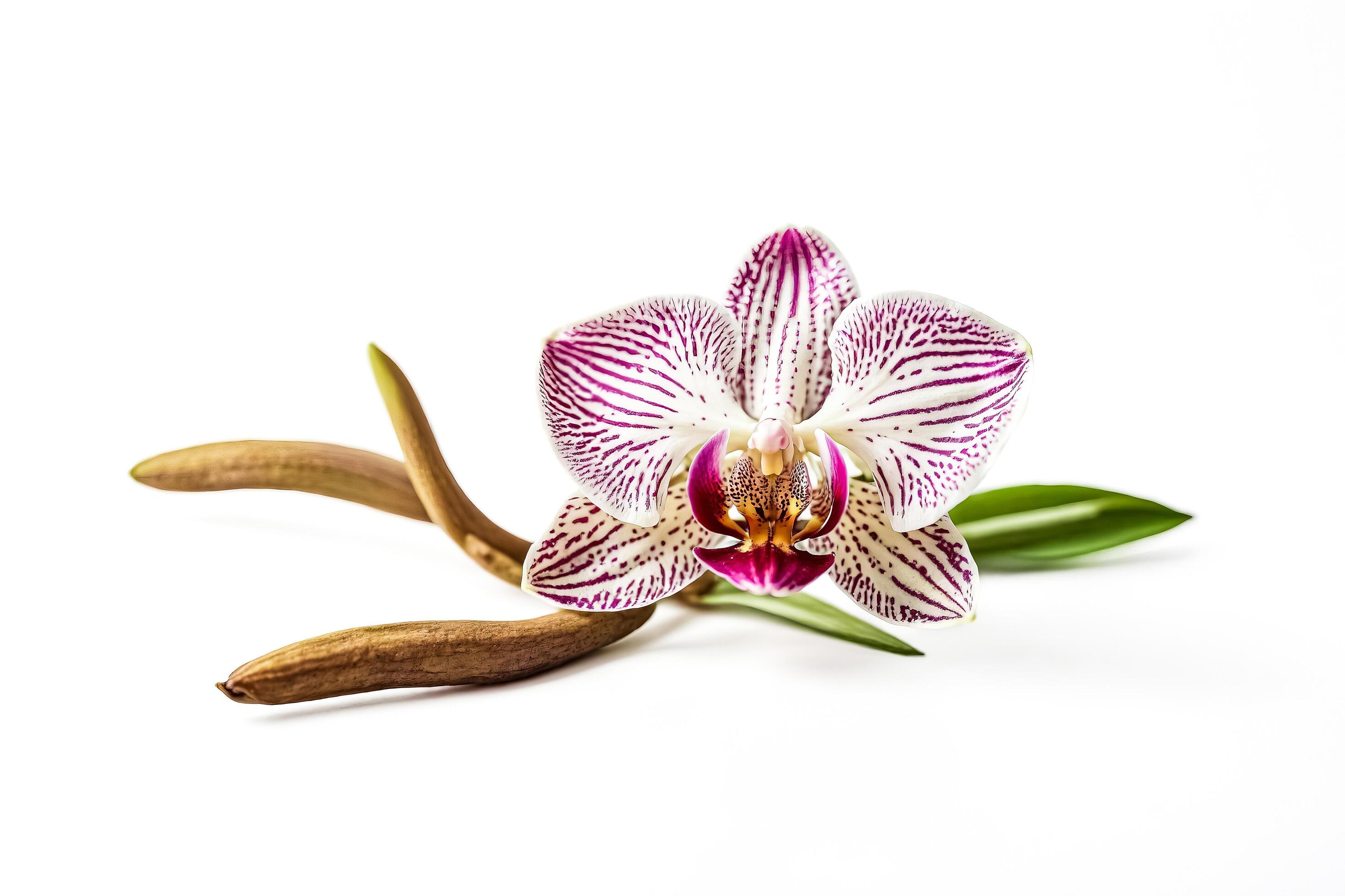 White orchid with pink stripes isolated on white background Stock Free