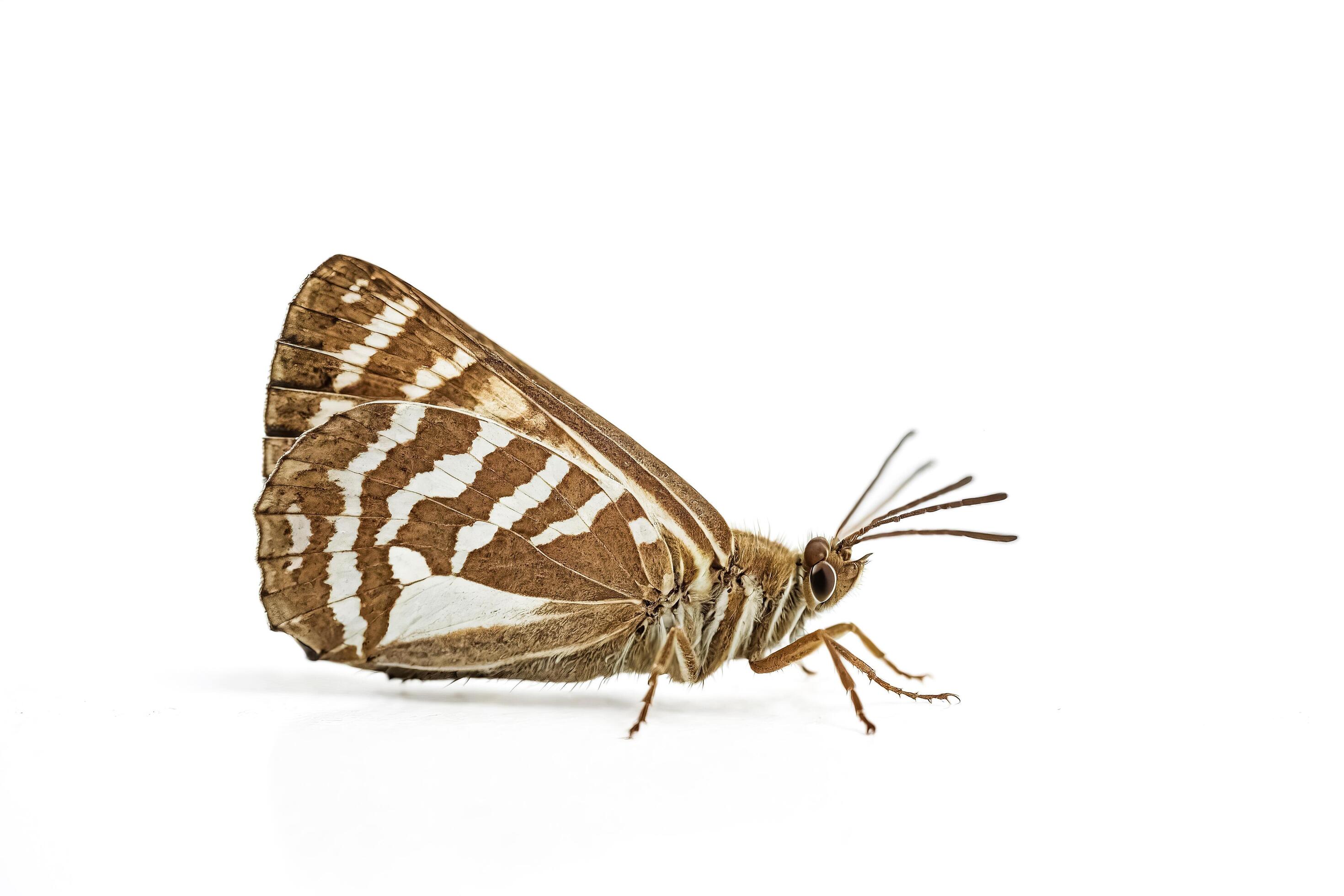 Close-up of a Brown and White Butterfly with White Background Stock Free