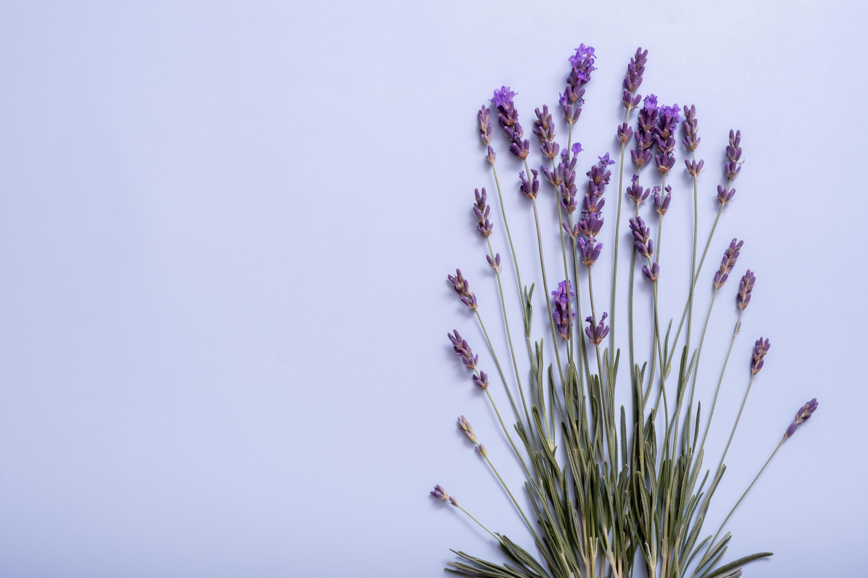 Lavender flowers on colored background top view. Copy space Stock Free