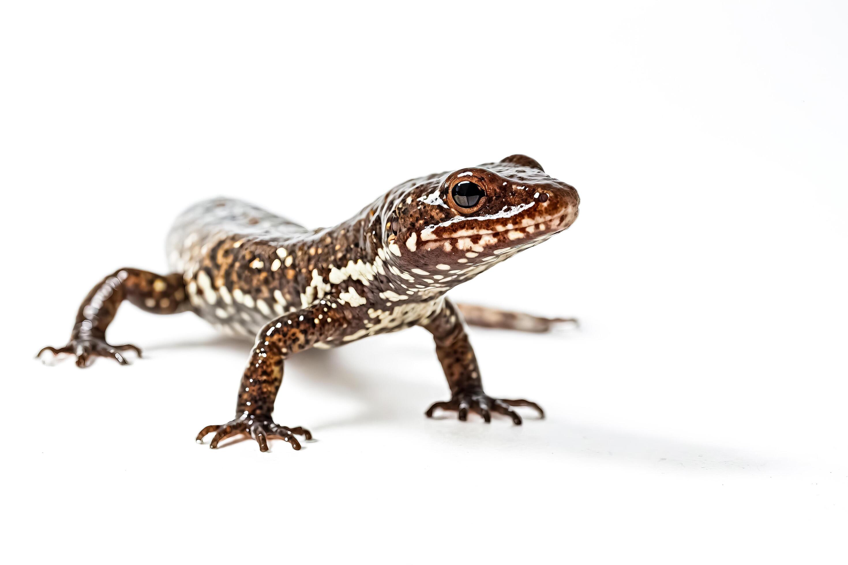 Closeup of a Small Salamander on White Background Stock Free