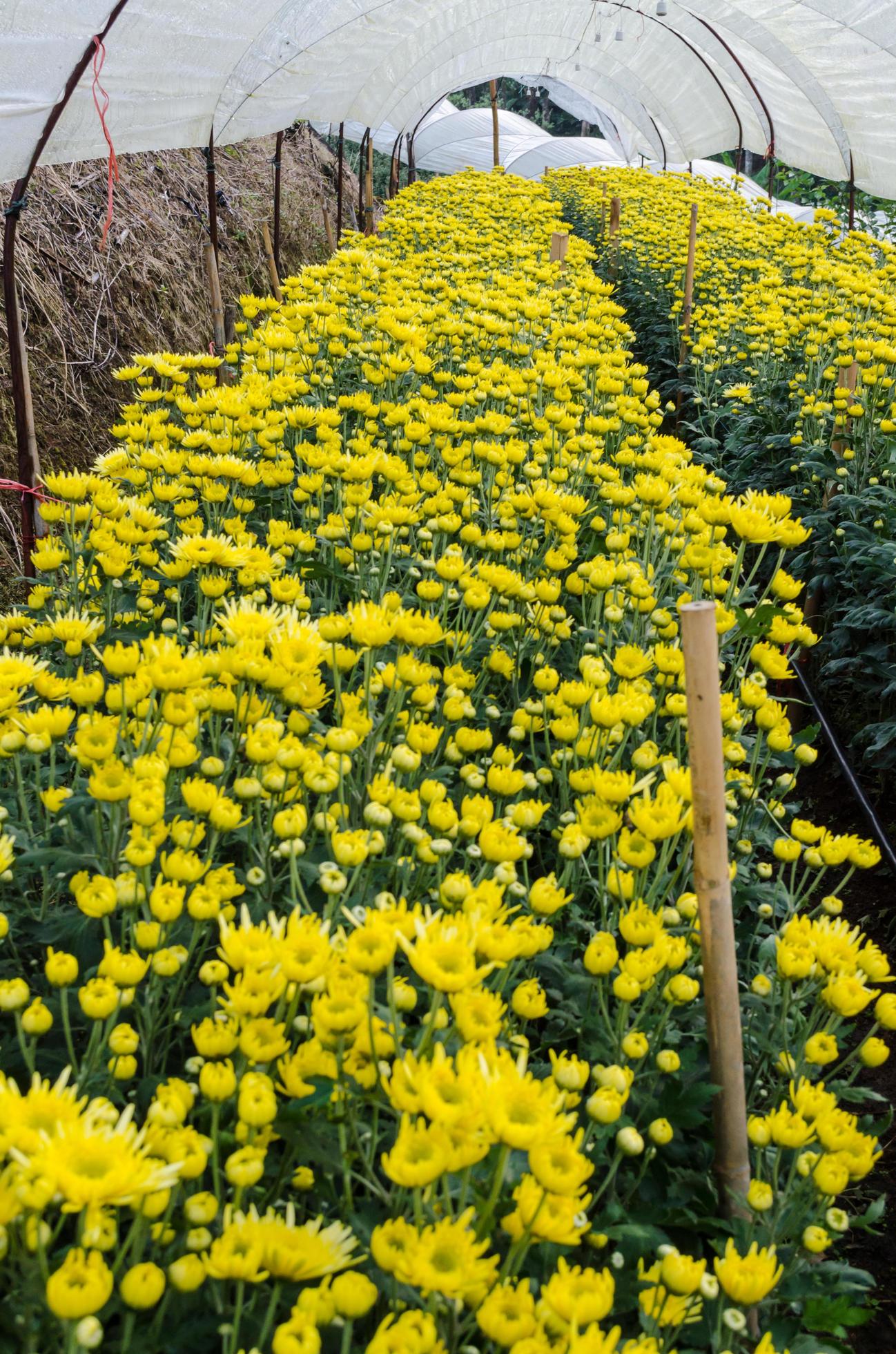 Inside greenhouse of yellow Chrysanthemum flowers farms Stock Free