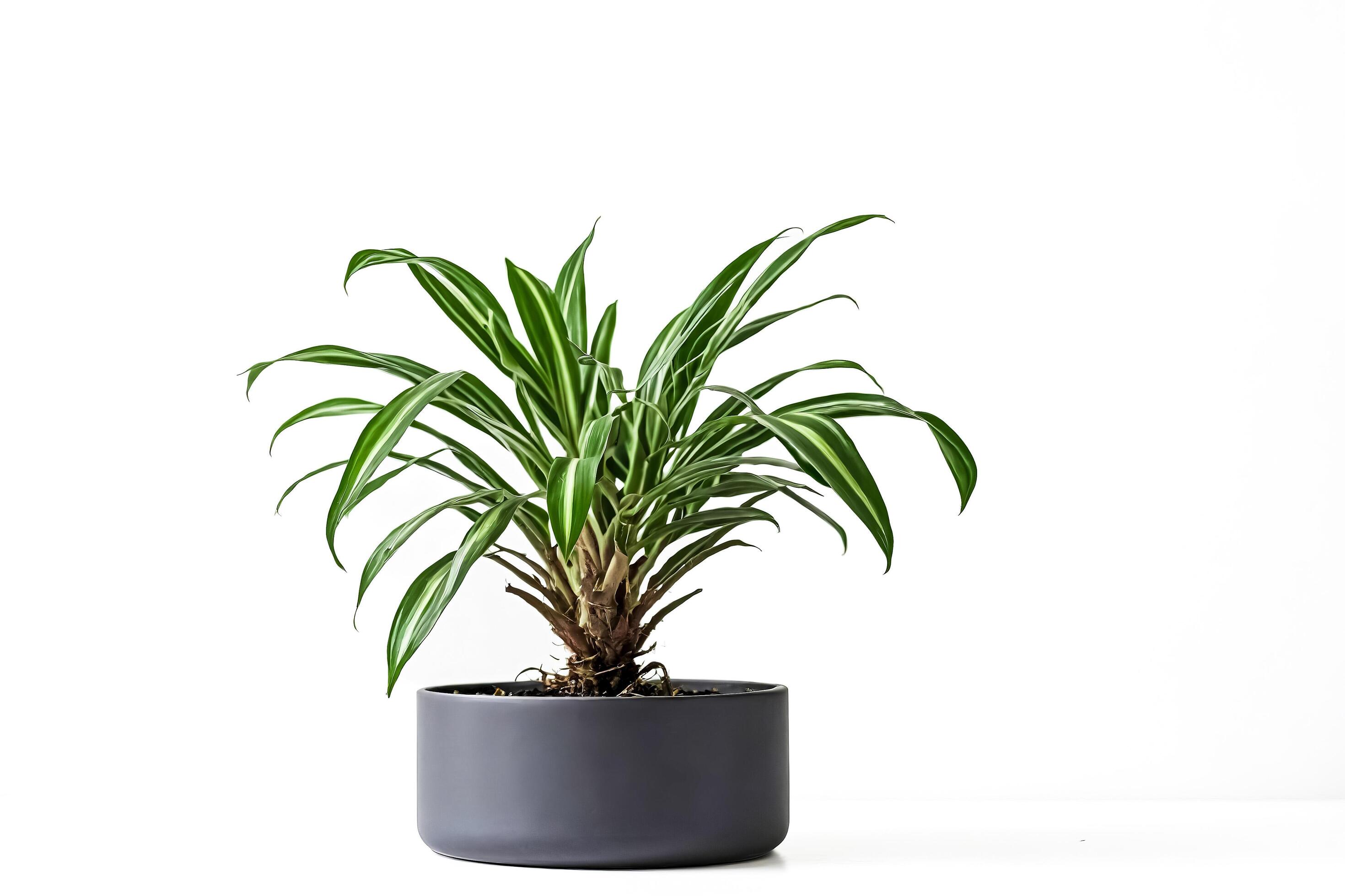 Indoor Plant in a Gray Pot on White Background Stock Free