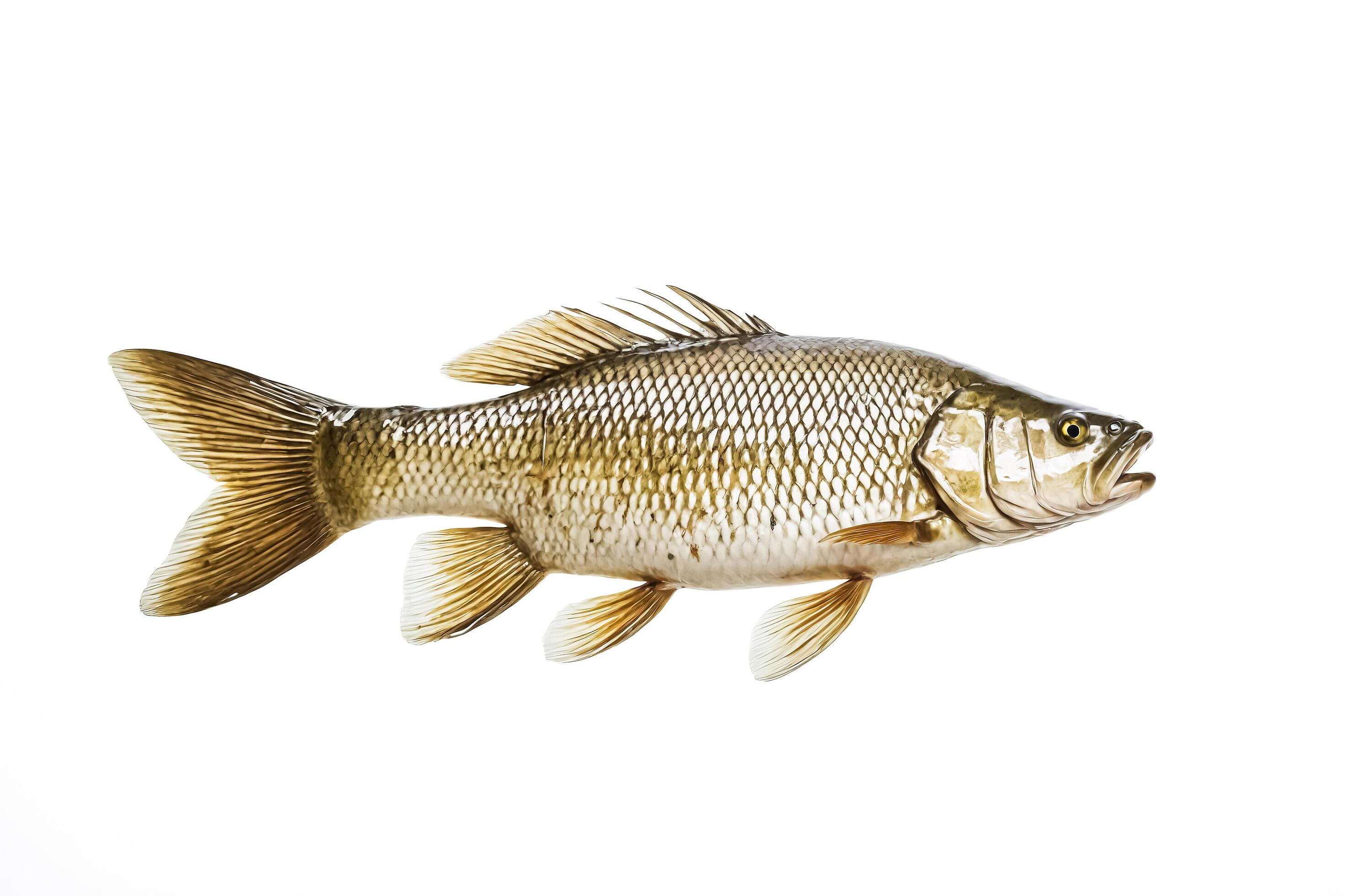 
									Largemouth Bass Isolated on White Background Stock Free