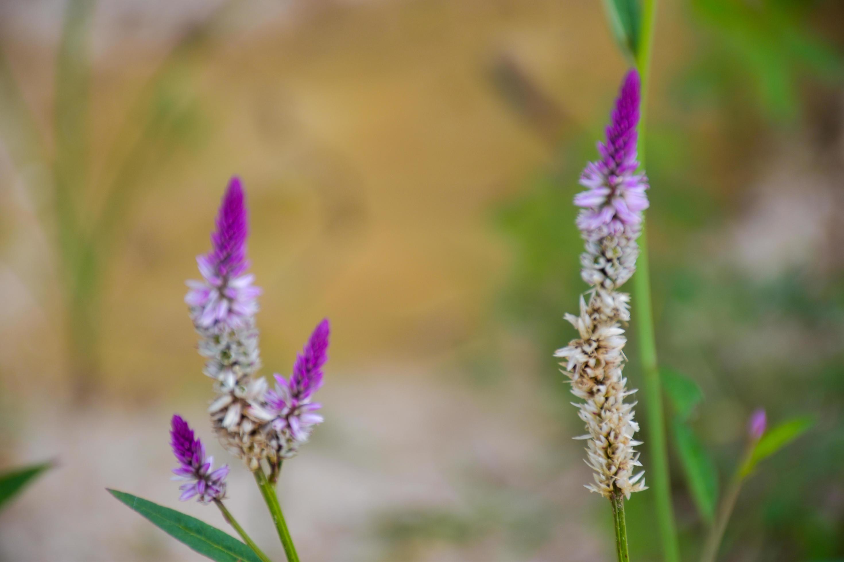 Purple and white cockscomb flowers in bloom and blurred background. Stock Free