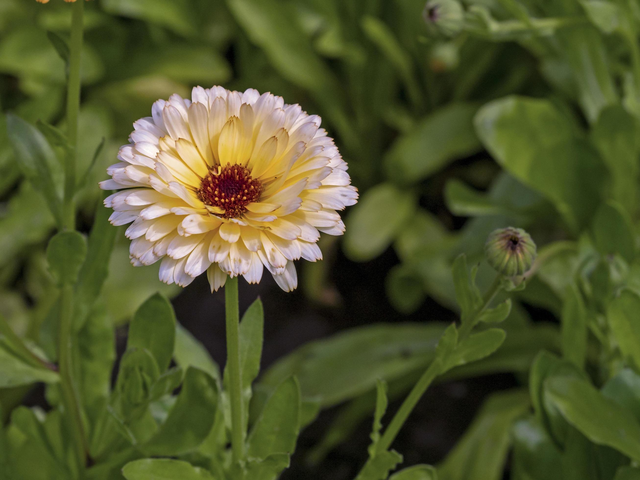 Closeup of a Calendula marigold flower, variety Pacific Apricot Beauty Stock Free