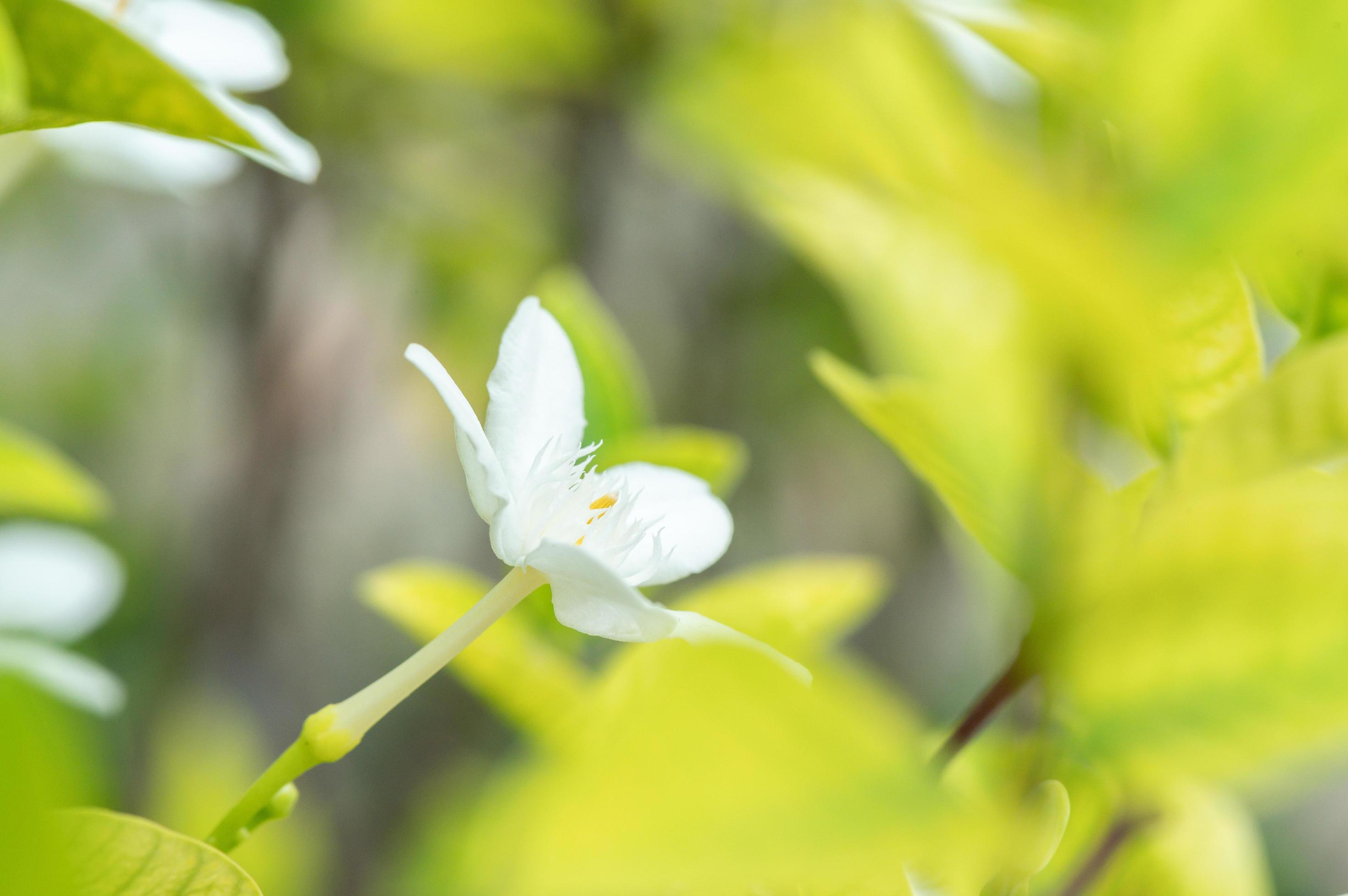 White flower in the garden Stock Free