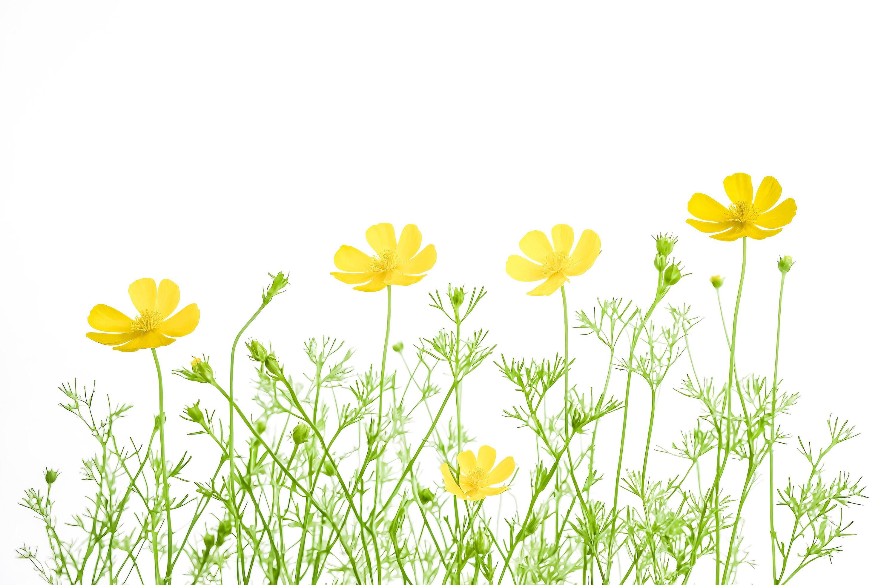 Yellow Wildflowers on a White Background Stock Free