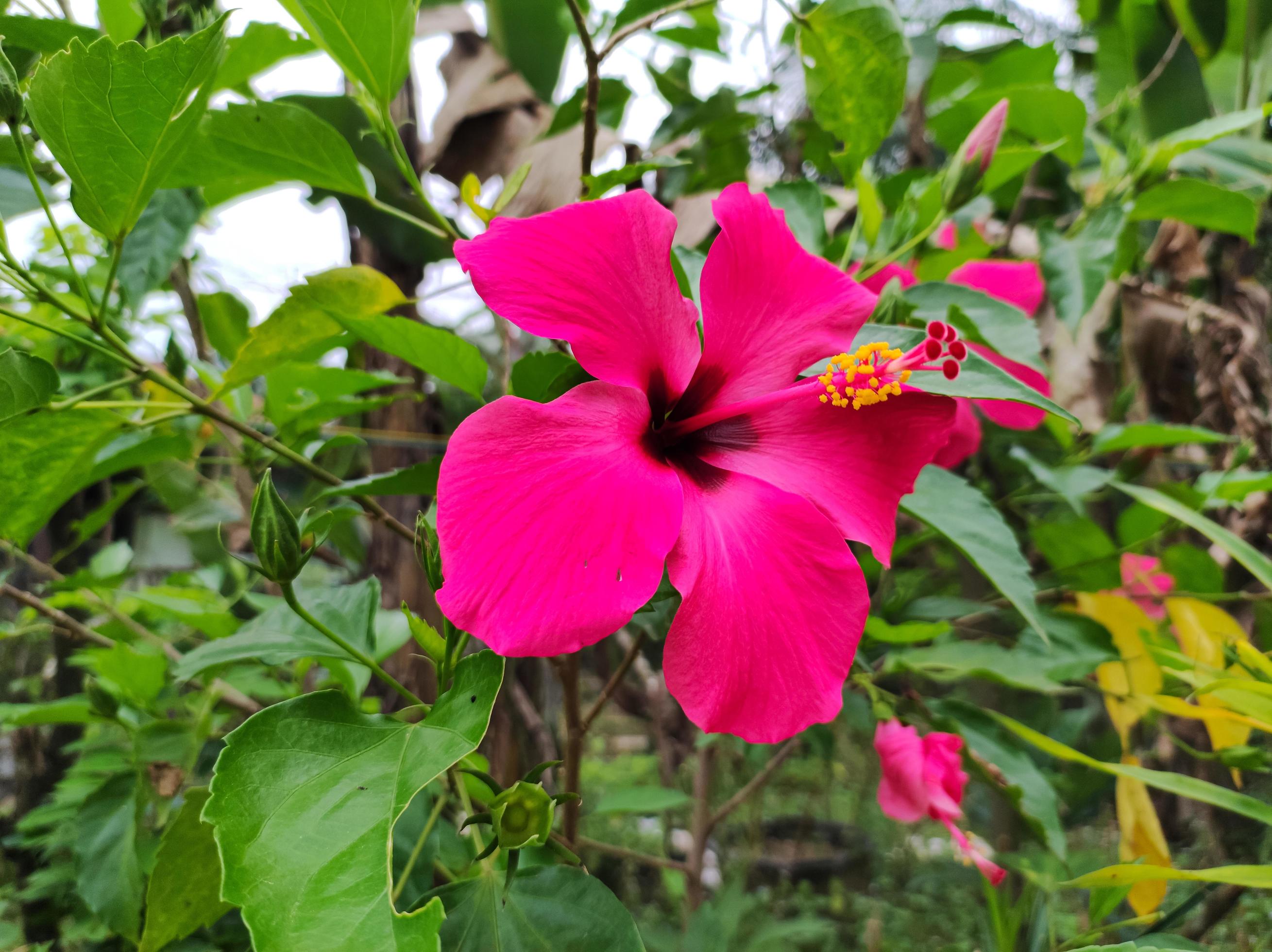 
									Hibiscus flowers are red in the morning in the garden Stock Free