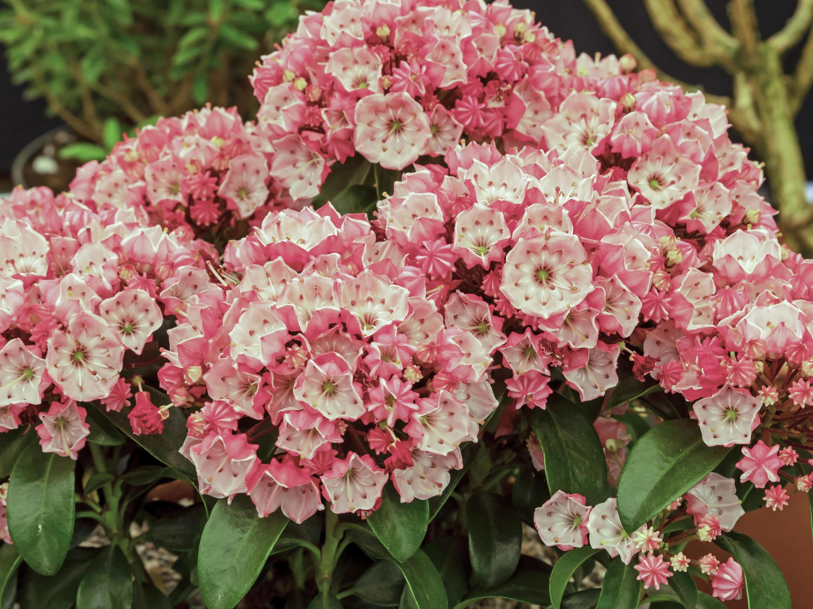 Closeup of mountain laurel flowers, Kalmia latifolia Stock Free