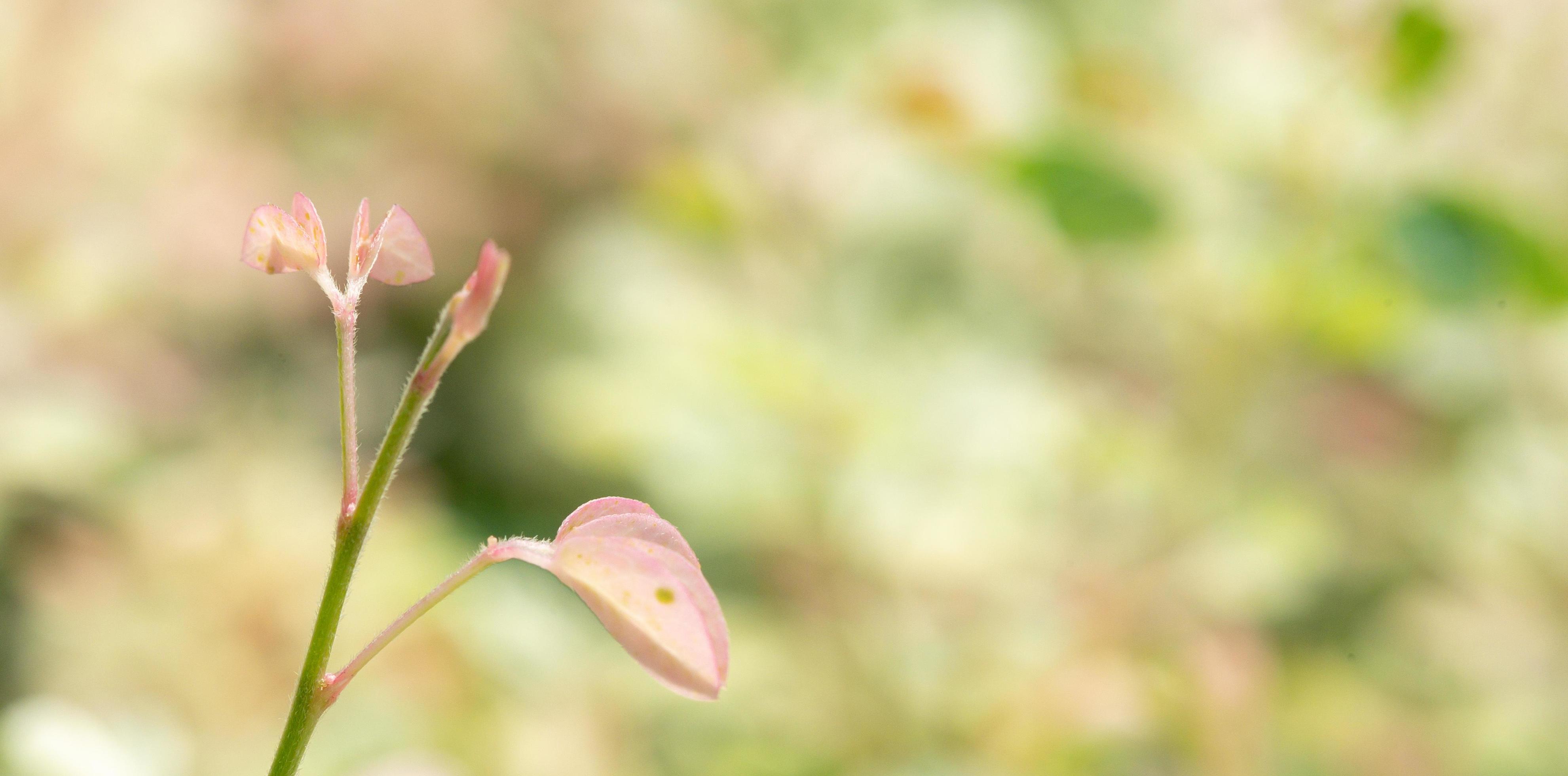 flower grass at relax morning time with warm tone vintage Stock Free