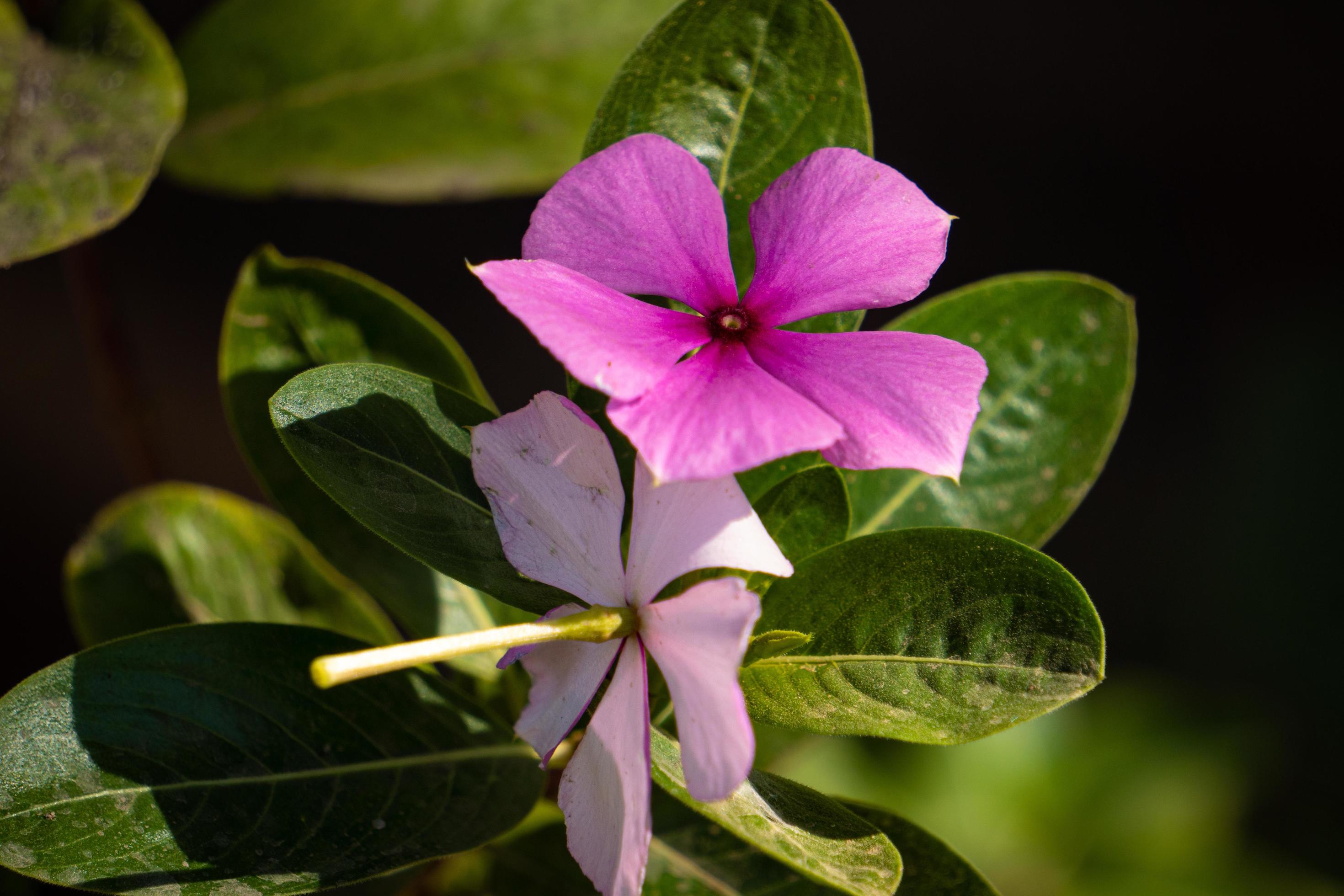 Flowers of Sinaloa 1 Stock Free