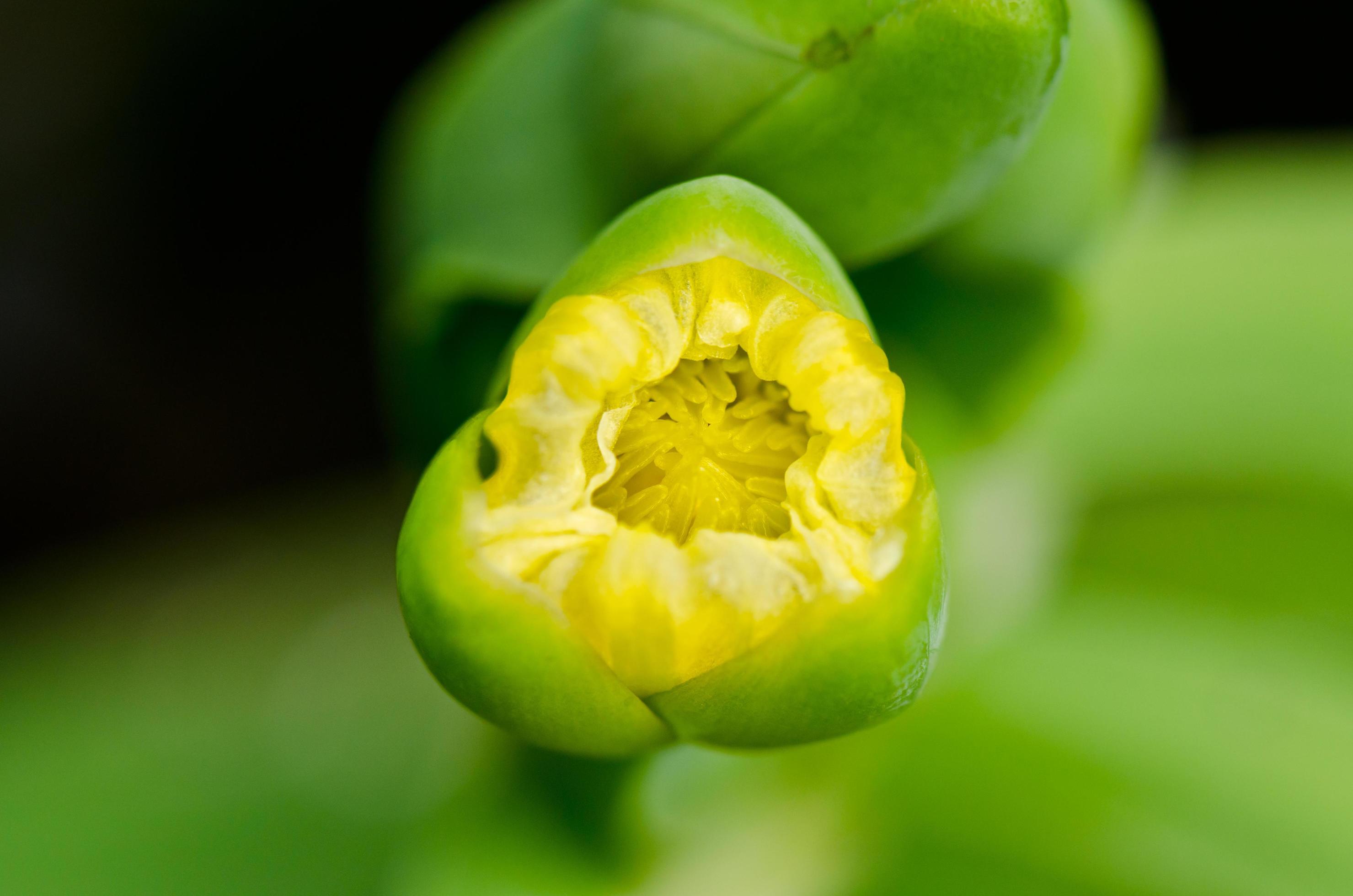 Limnocharis flava or Yellow Burr Head flower Stock Free