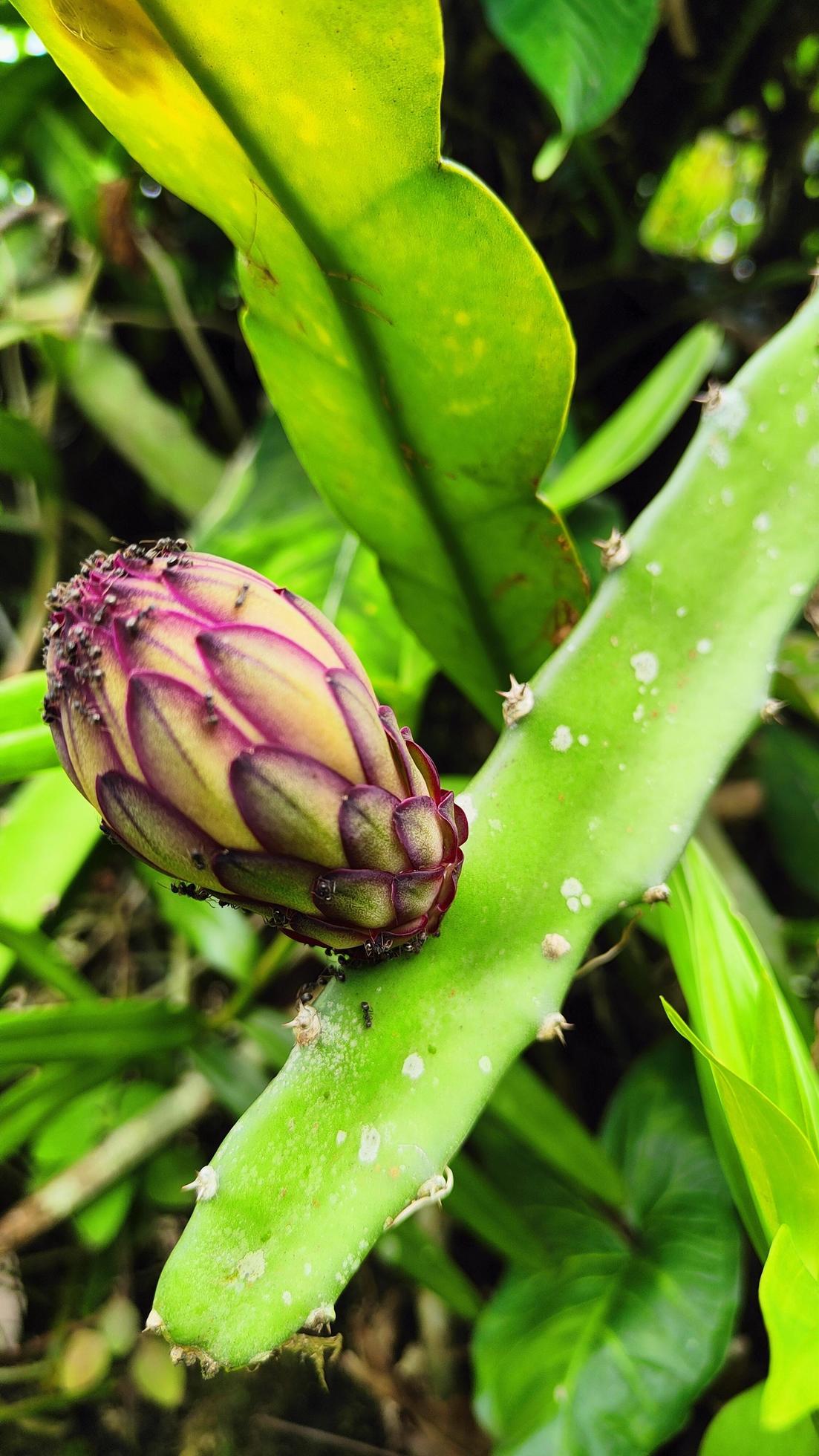 
									Red dragon fruit flowers in the yard, ovary, one of the fruits with many health benefits, a healthy diet. Pitahaya. Pitaya Stock Free