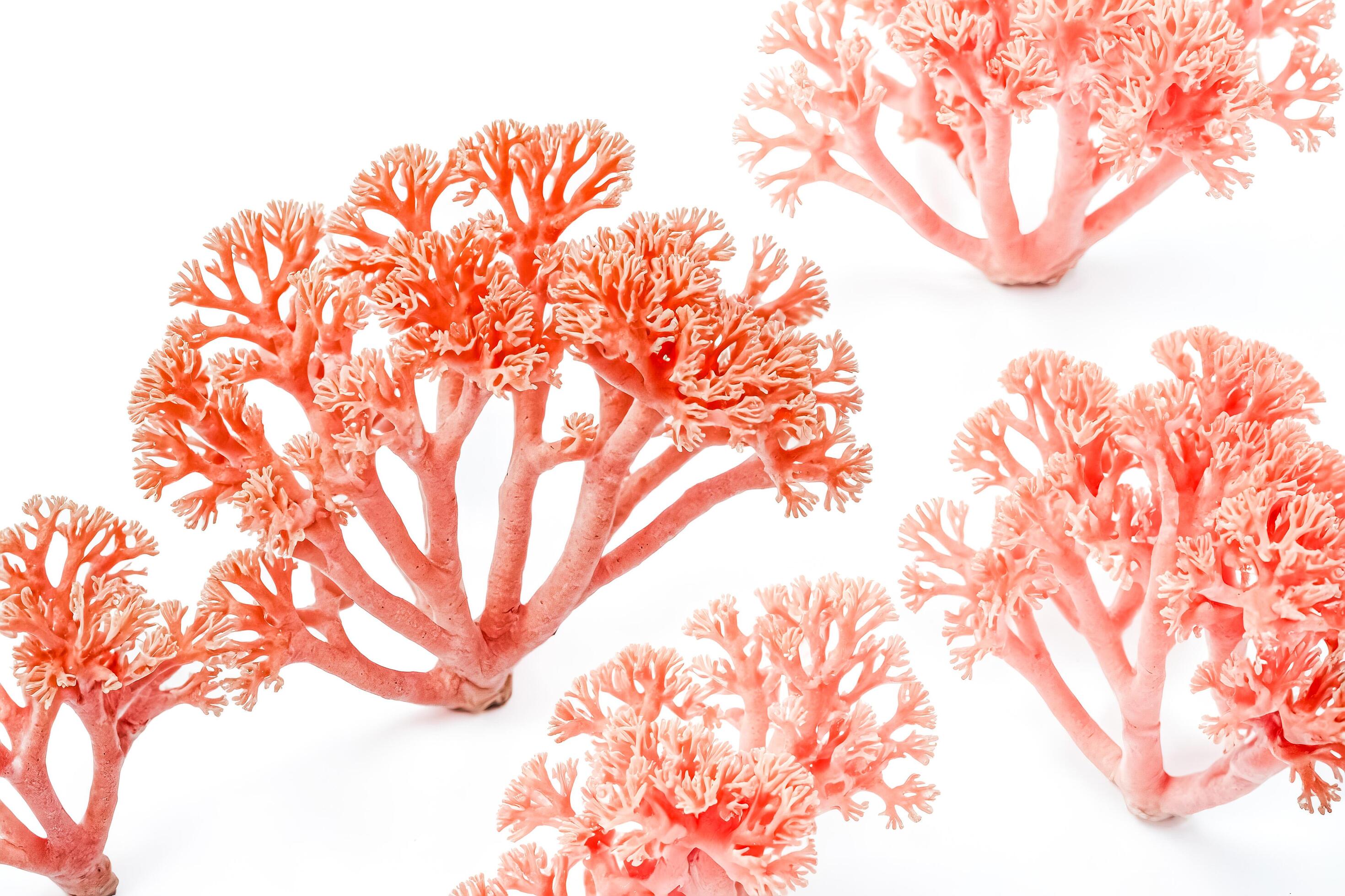 Pink Coral Branches on White Background Stock Free