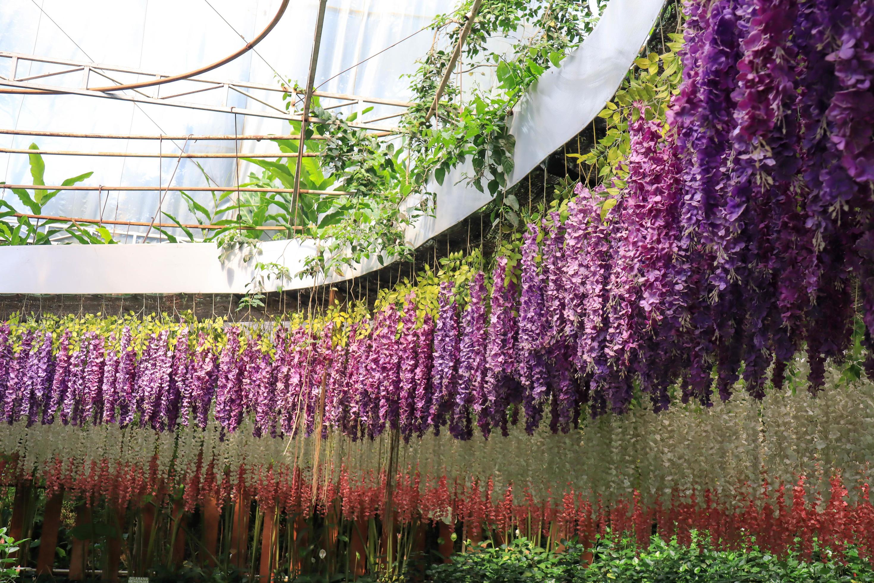 a beautiful colored fake flower garden hangs in the Celosia Flower Garden Semarang Stock Free