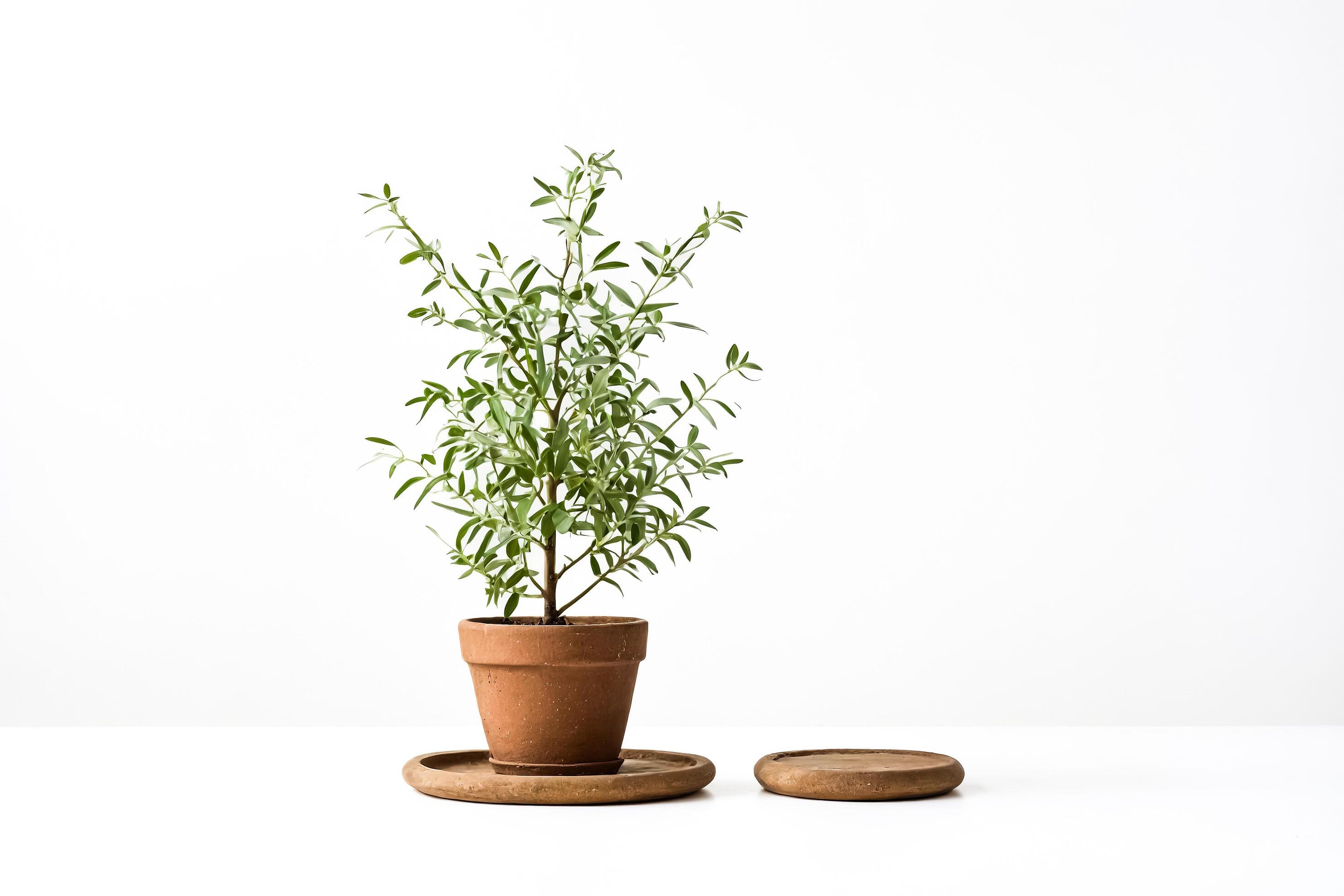 Small green plant in terracotta pot on white background Stock Free