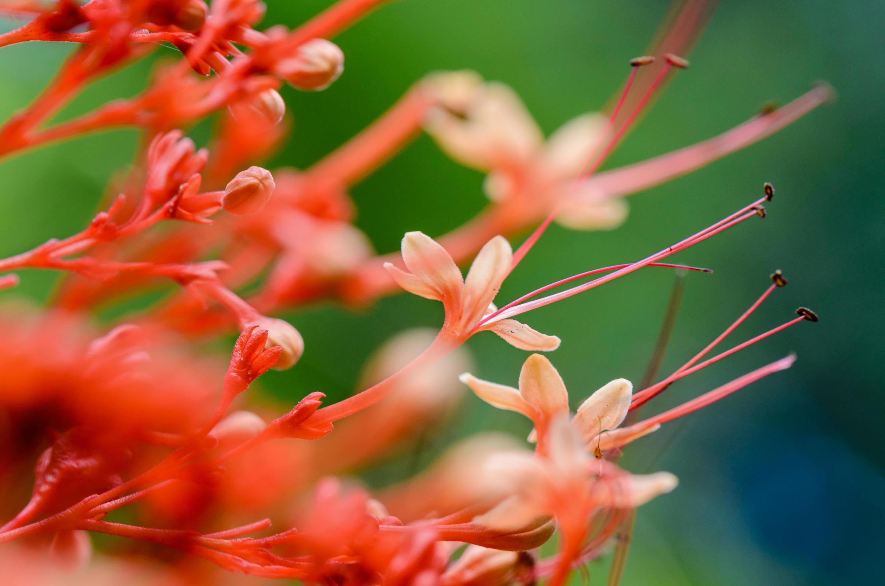 Clerodendrum Paniculatum or Pagoda Flower Stock Free