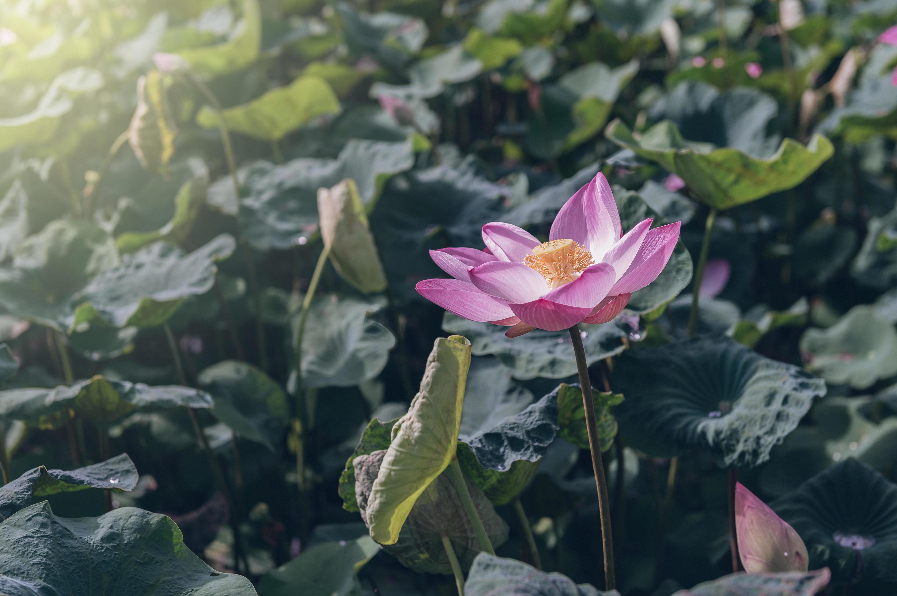 lotus flower in the pond with a beautiful light in the morning Stock Free