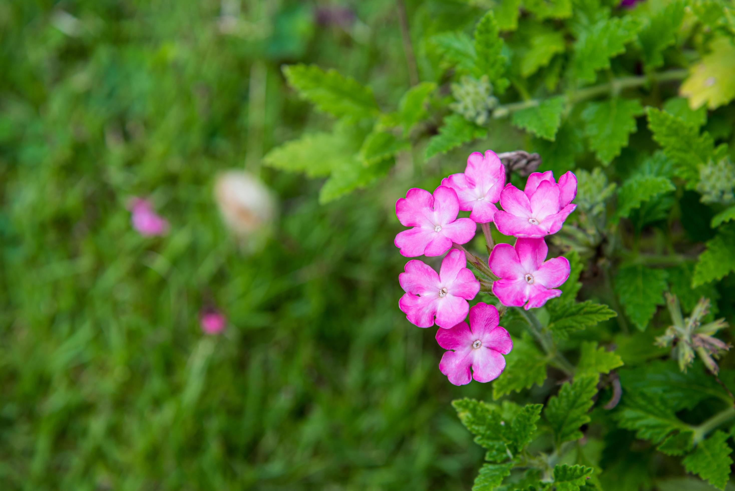 Closeup pink and white flower on green background Stock Free