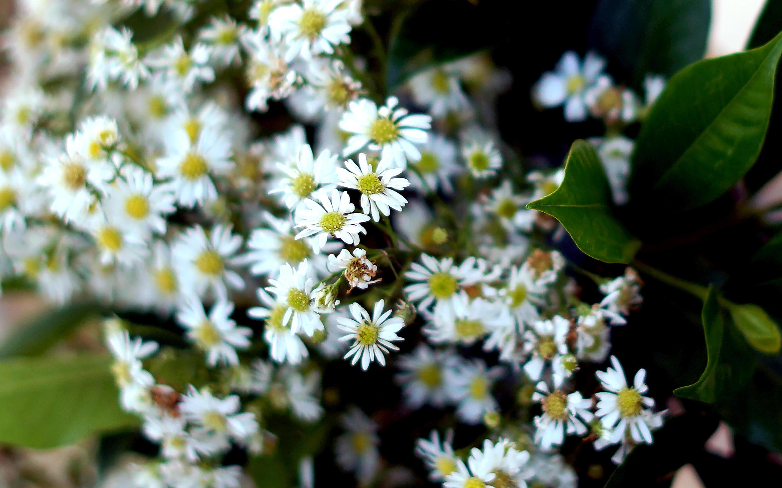 White Aster Flower in the Garden for Wedding Ceremony Stock Free